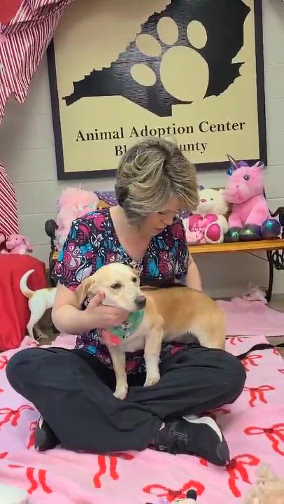 Enlarge Remy, an adopted mixed breed in Woolwich, ME video 3/6