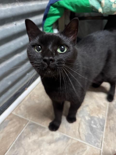 Emmy, an adoptable Domestic Short Hair in Williamsburg, NM, 87942 | Photo Image 3