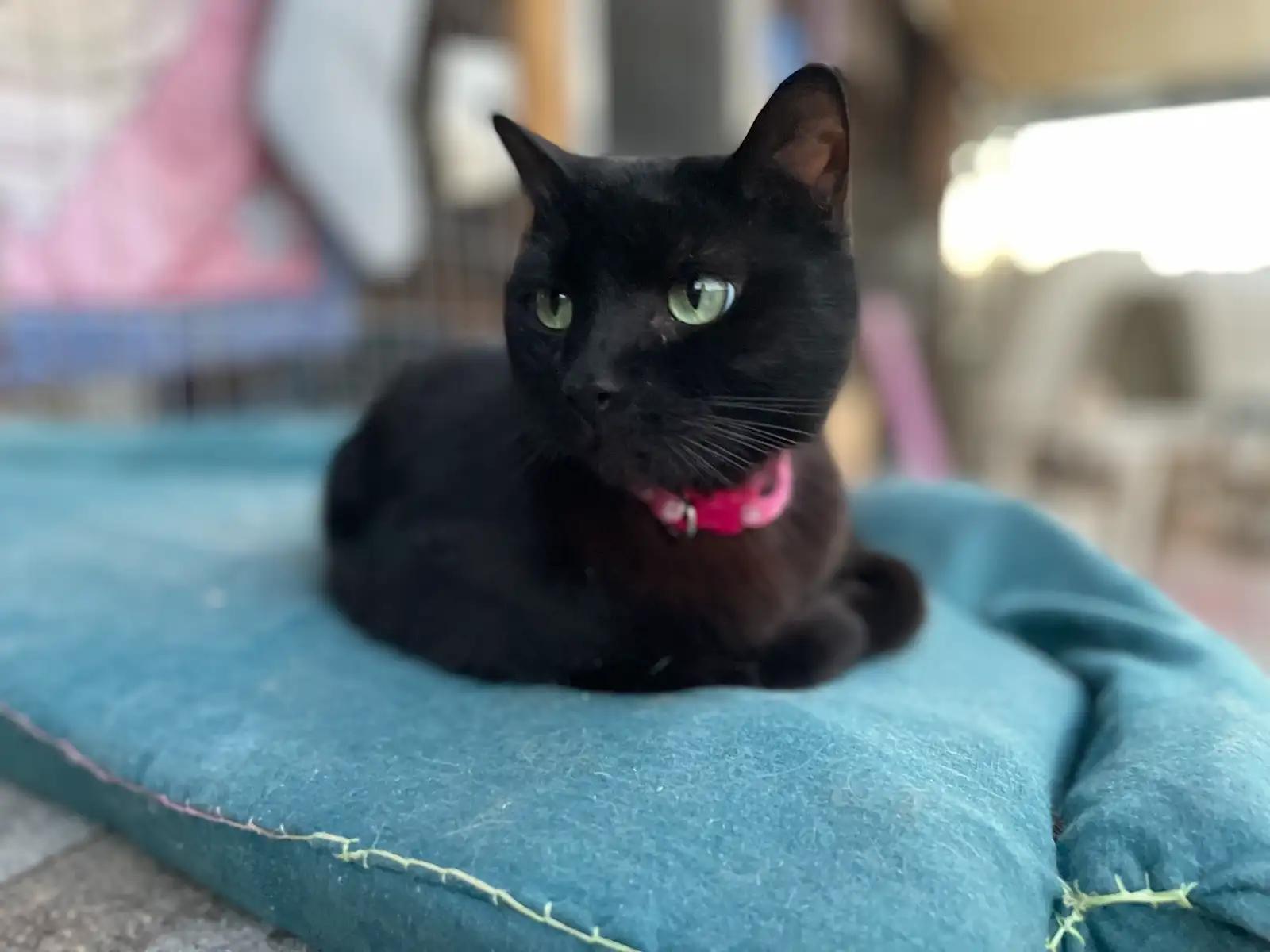 Emmy
