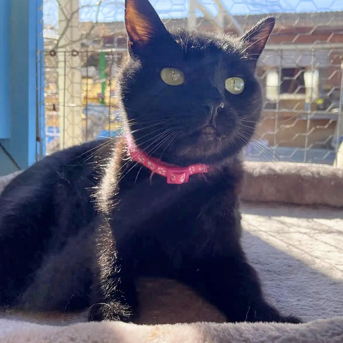 Emmy, Adult Female Domestic Short Hair