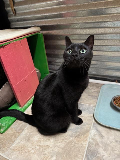 Emmy, an adoptable Domestic Short Hair in Williamsburg, NM, 87942 | Photo Image 2