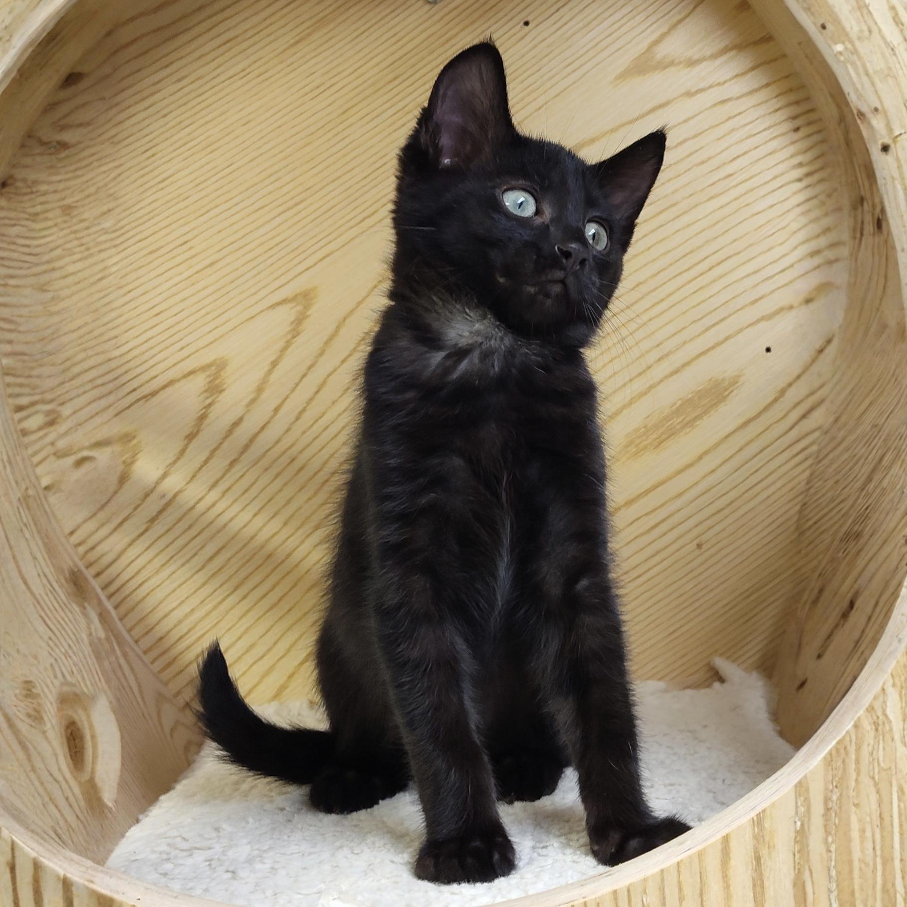 Calgero, Adoptable, Kitten Male Domestic Short Hair.