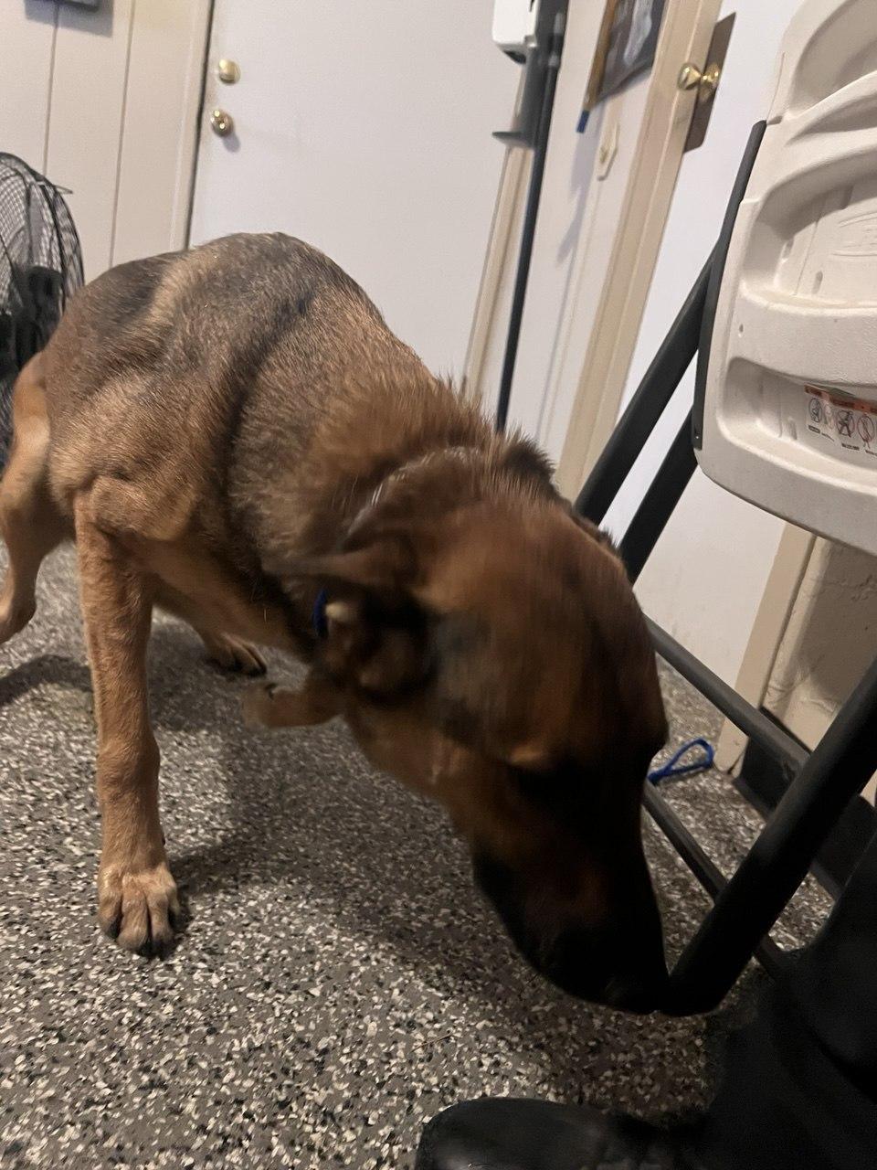 OTTO (AVAILABLE NOVEMBER 12, 2025), Adoptable, Adult Male Shepherd.