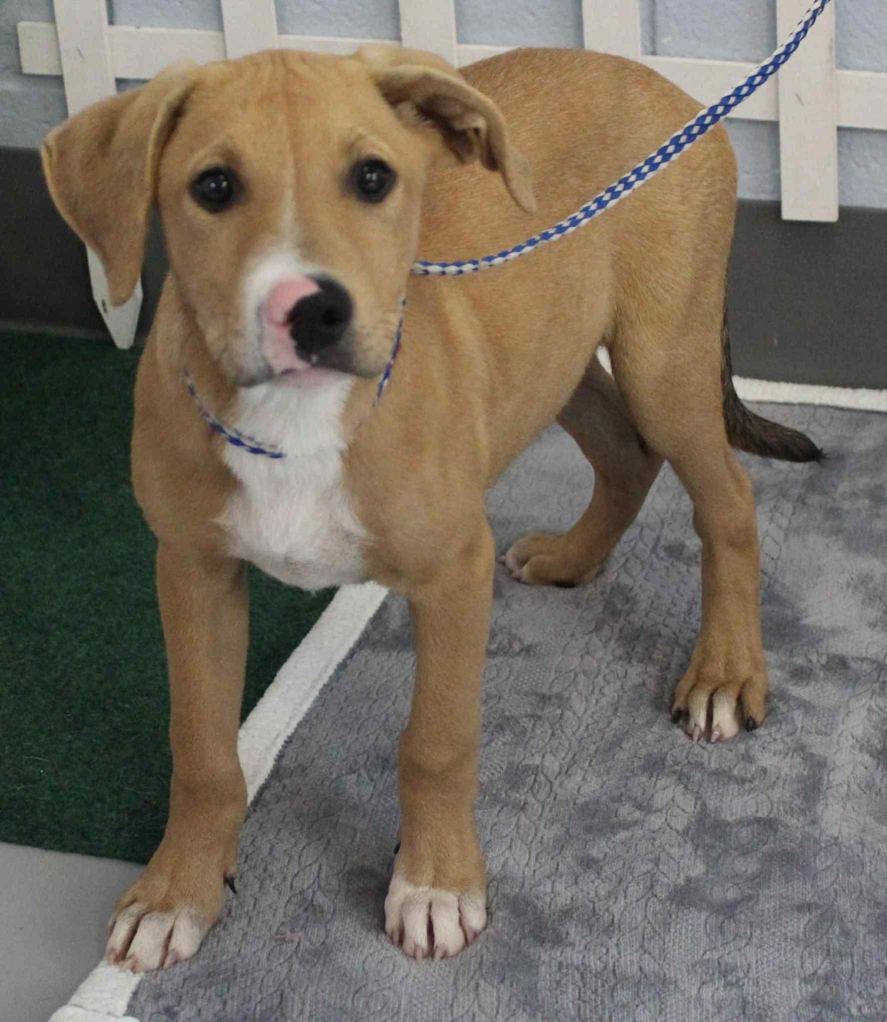 Morgan, Adopted, Puppy Male Rhodesian Ridgeback.