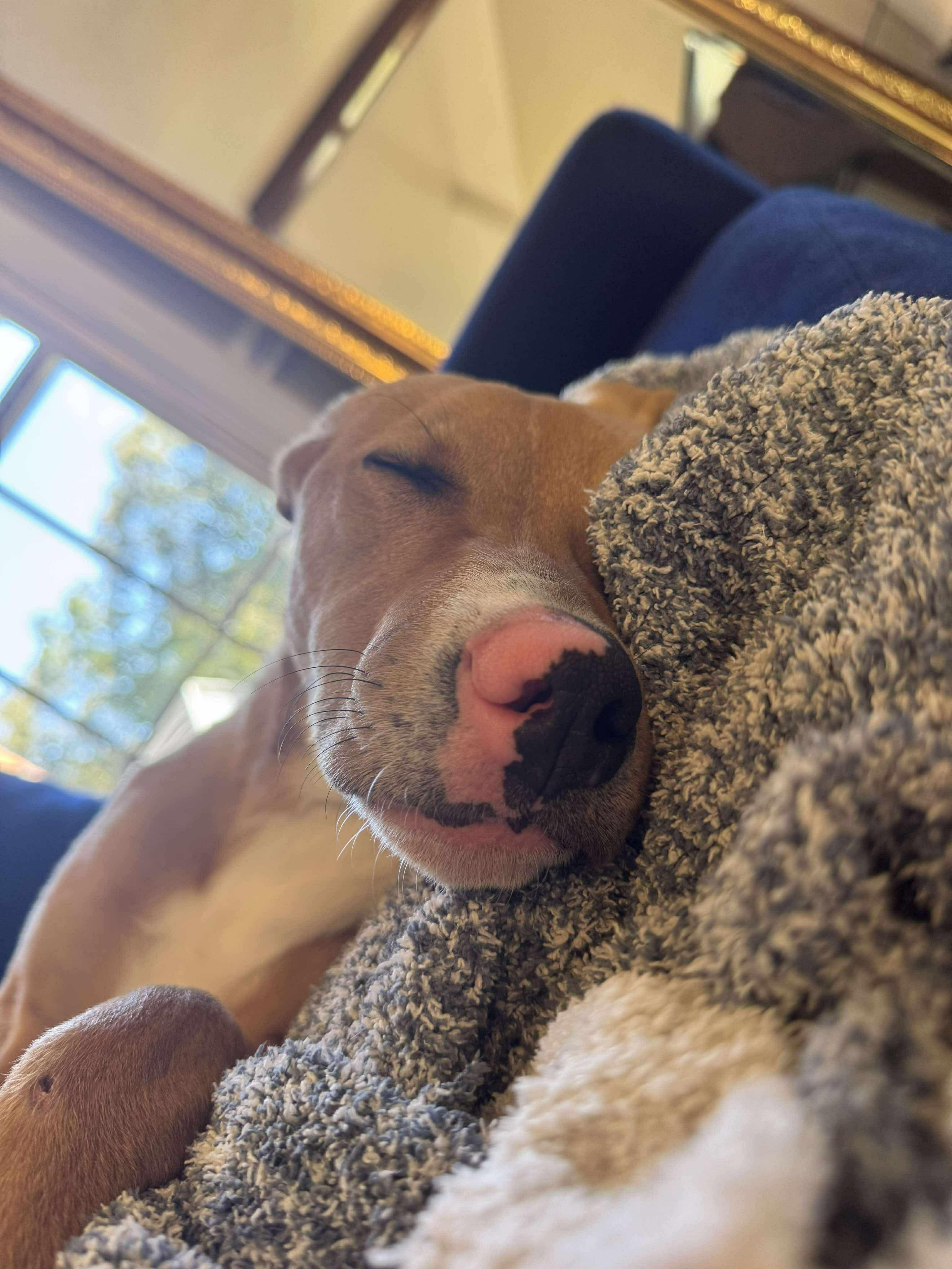 Enlarge Morgan, a Adopted mixed breed in Carmel, NY image 3/3