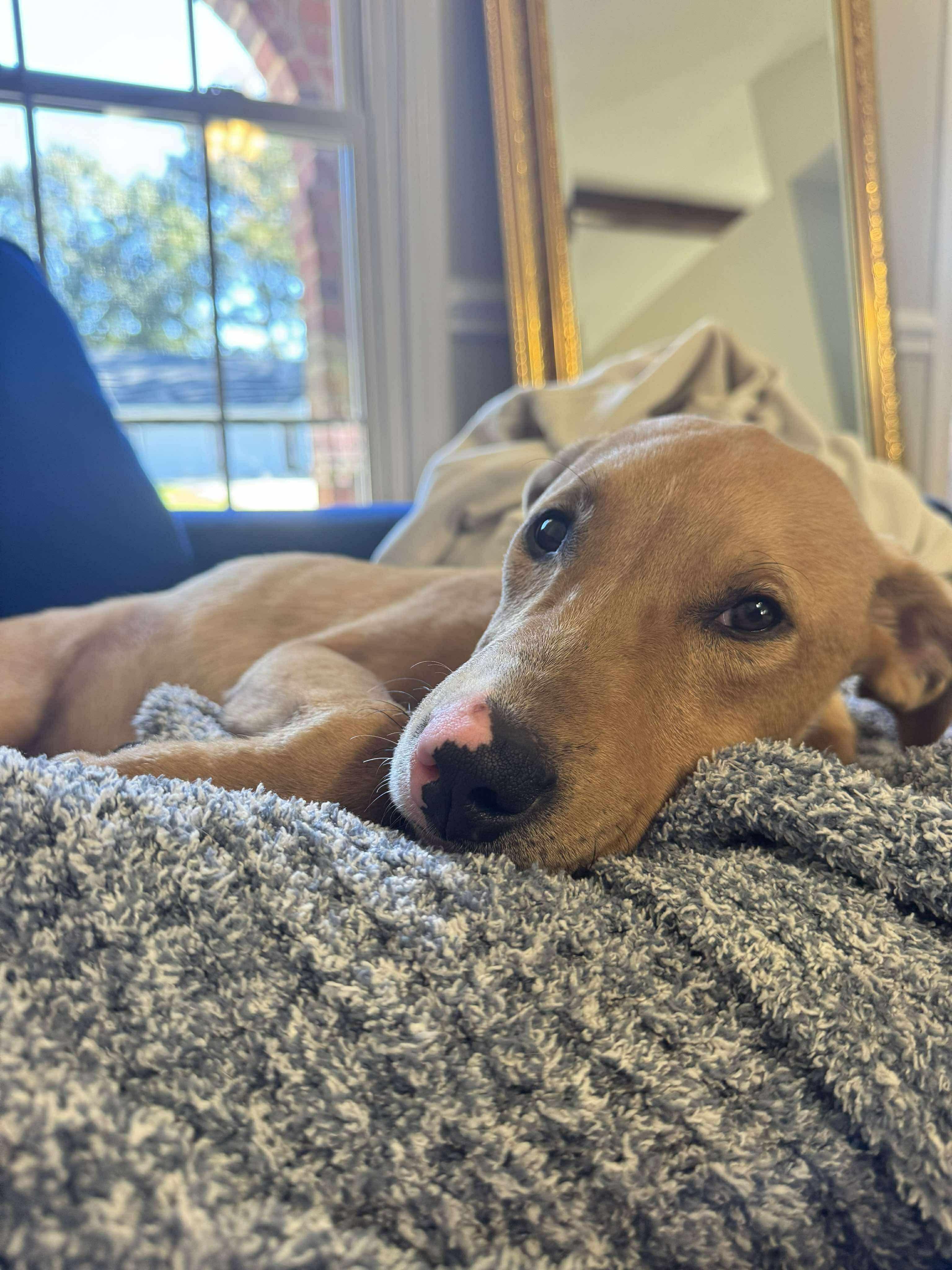 Enlarge Morgan, a Adopted mixed breed in Carmel, NY image 1/3