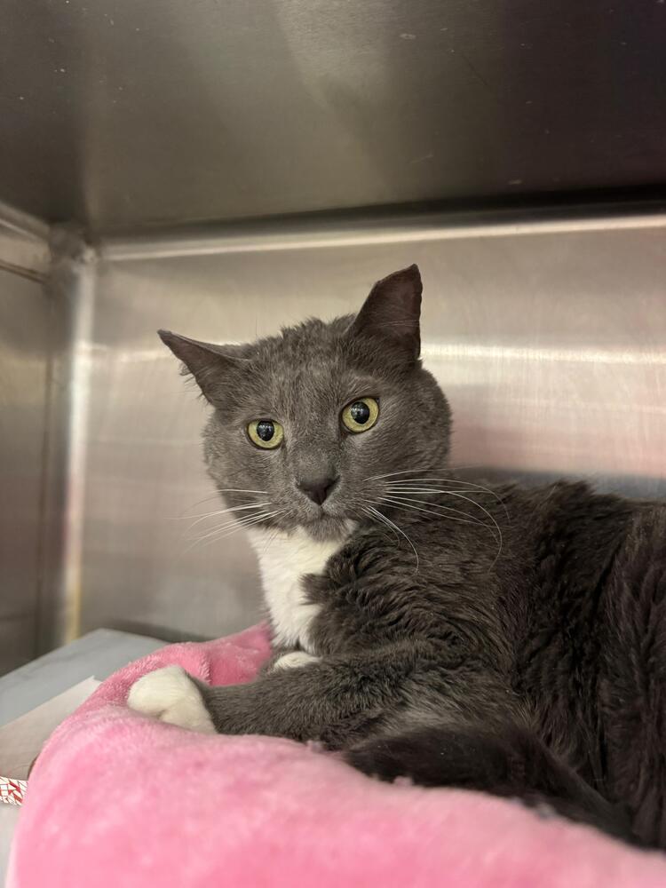 Enlarge Wilard, a Adoptable Domestic Short Hair in Pittstown, NJ image 1/6