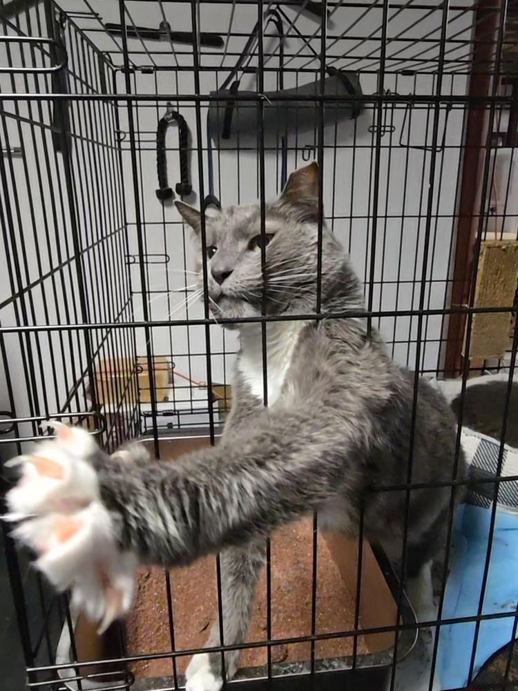 Enlarge Wilard, a Adoptable Domestic Short Hair in Pittstown, NJ image 2/6