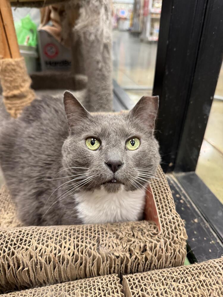 Enlarge Wilard, a Adoptable Domestic Short Hair in Pittstown, NJ image 3/6