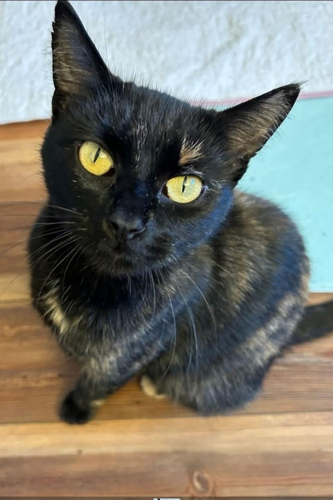 Enlarge Jinx (Available 1/9/26), a Adoptable Domestic Short Hair in Williamsburg, IA image 1/1