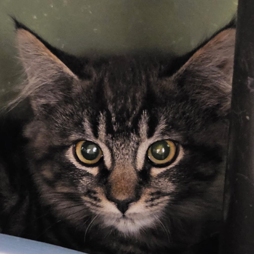 Athena, Adoptable, Kitten Female Domestic Medium Hair.