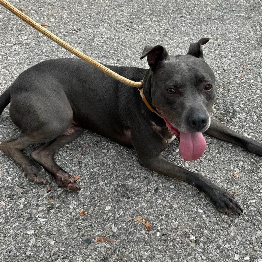 Hansen, ADOPTABLE, Adult Male Weimaraner & Pit Bull Terrier.
