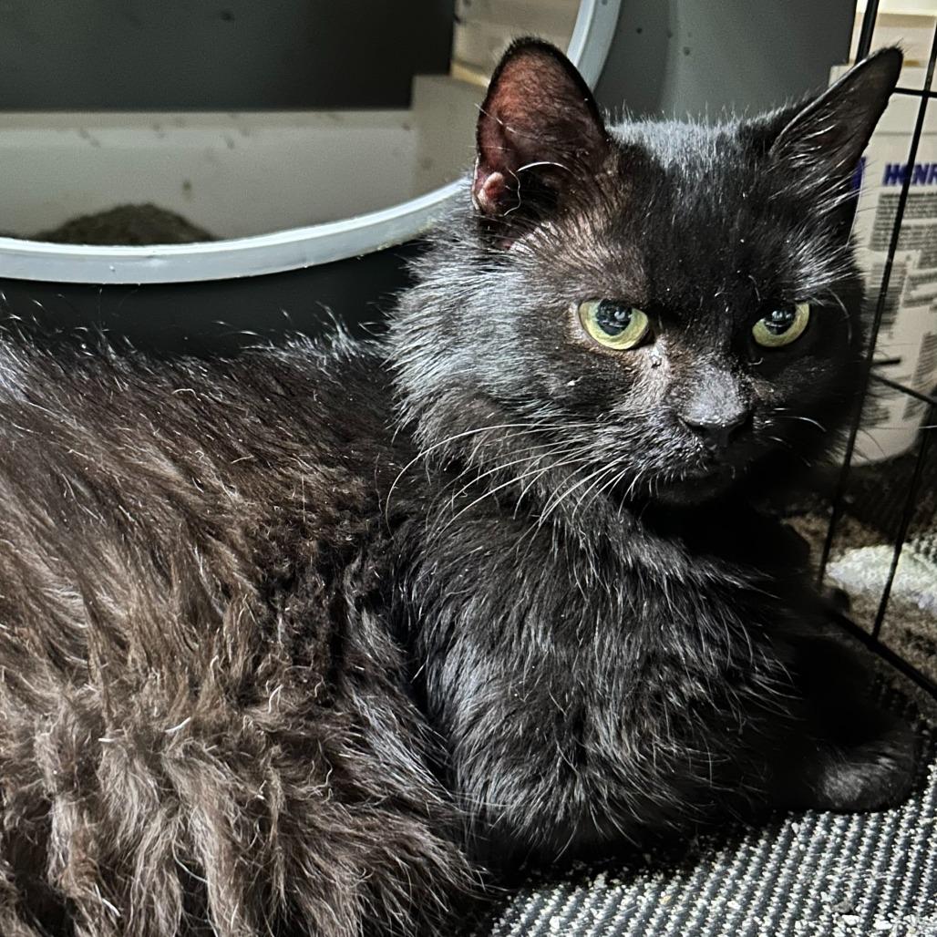 Nia, Adoptable, Senior Female Domestic Medium Hair.