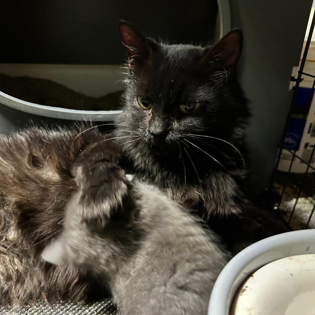 Enlarge Nia, a Adoptable Domestic Medium Hair in Charlottesville, VA image 2/4