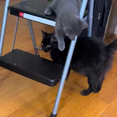 Enlarge Nia, a Adoptable Domestic Medium Hair in Charlottesville, VA image 3/4