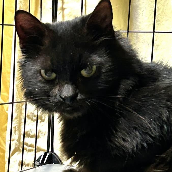 Enlarge Nia, a Adoptable Domestic Medium Hair in Charlottesville, VA image 4/4