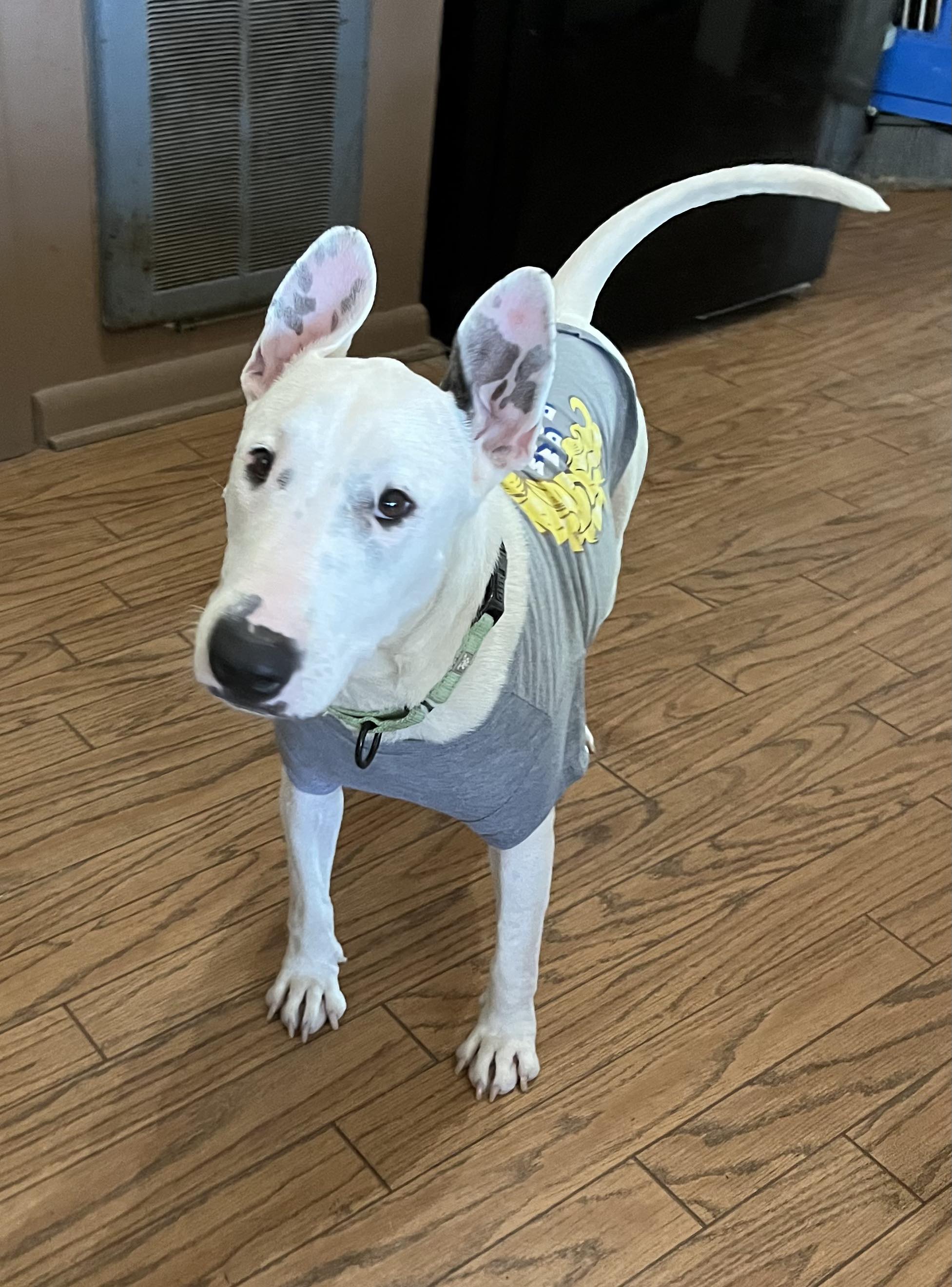 Dog for adoption Emerald, a Bull Terrier Mix in Chattanooga, TN
