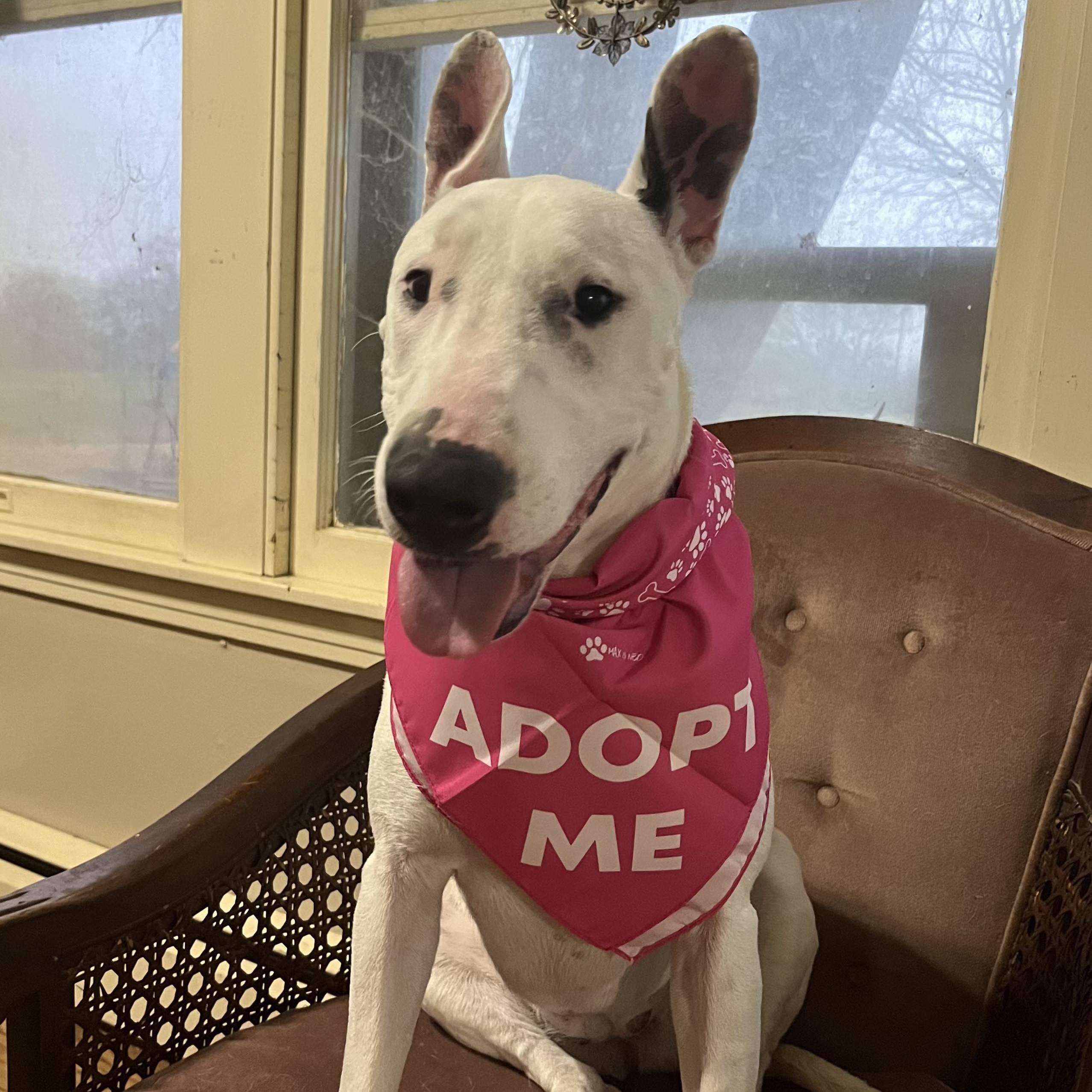 Dog for adoption Emerald, a Bull Terrier Mix in Chattanooga, TN
