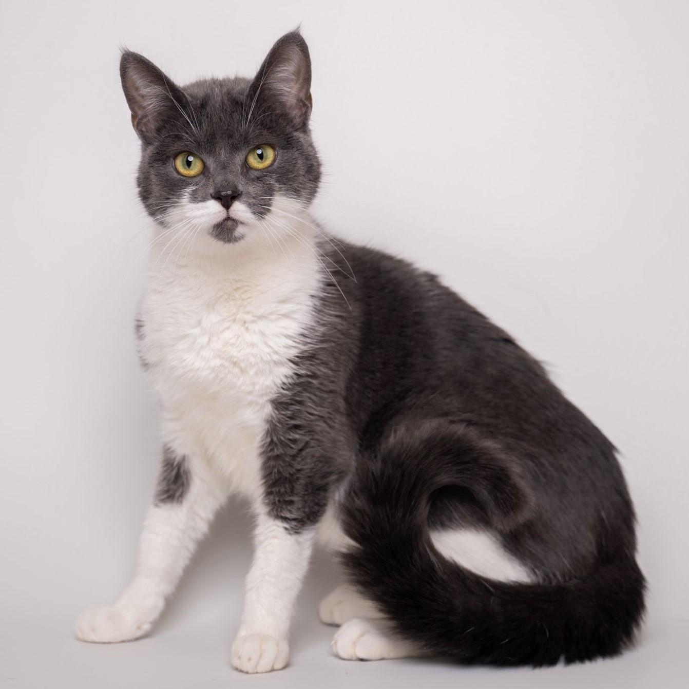Petal, a Adoptable Domestic Short Hair in Alliston, ON image 1/2