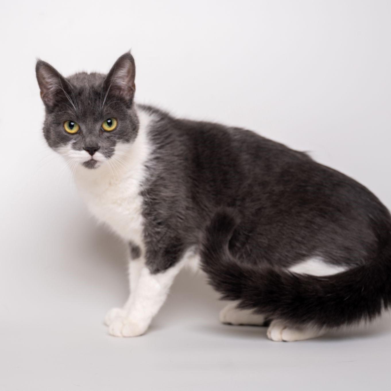 Petal, a Adoptable Domestic Short Hair in Alliston, ON image 2/2