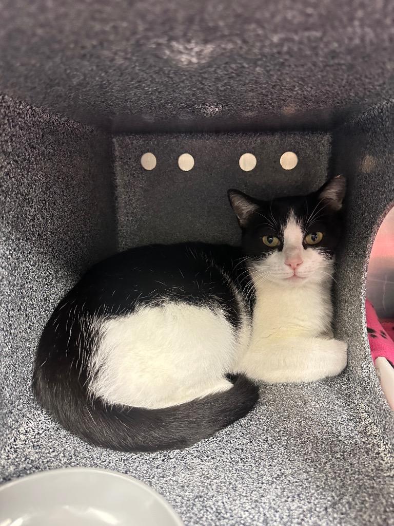 Dorian (Highway 81 n), Adoptable, Young Female Domestic Short Hair.