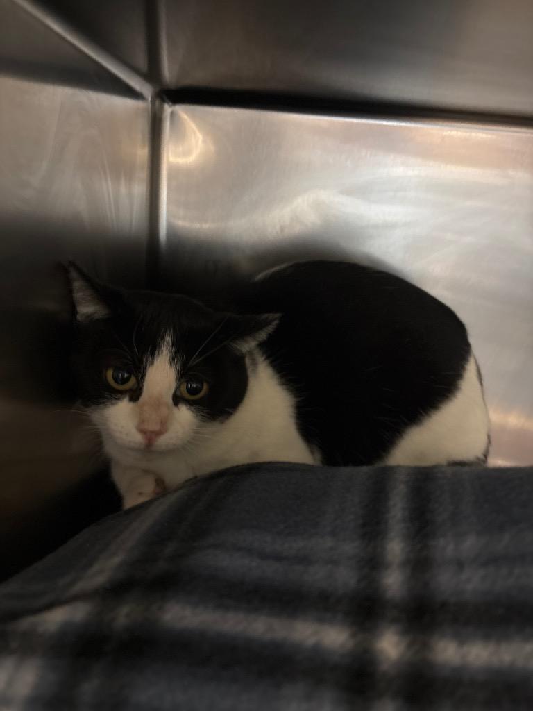 Enlarge Dorian (Highway 81 n), a Adoptable mixed breed in Johnson City, TN image 2/2