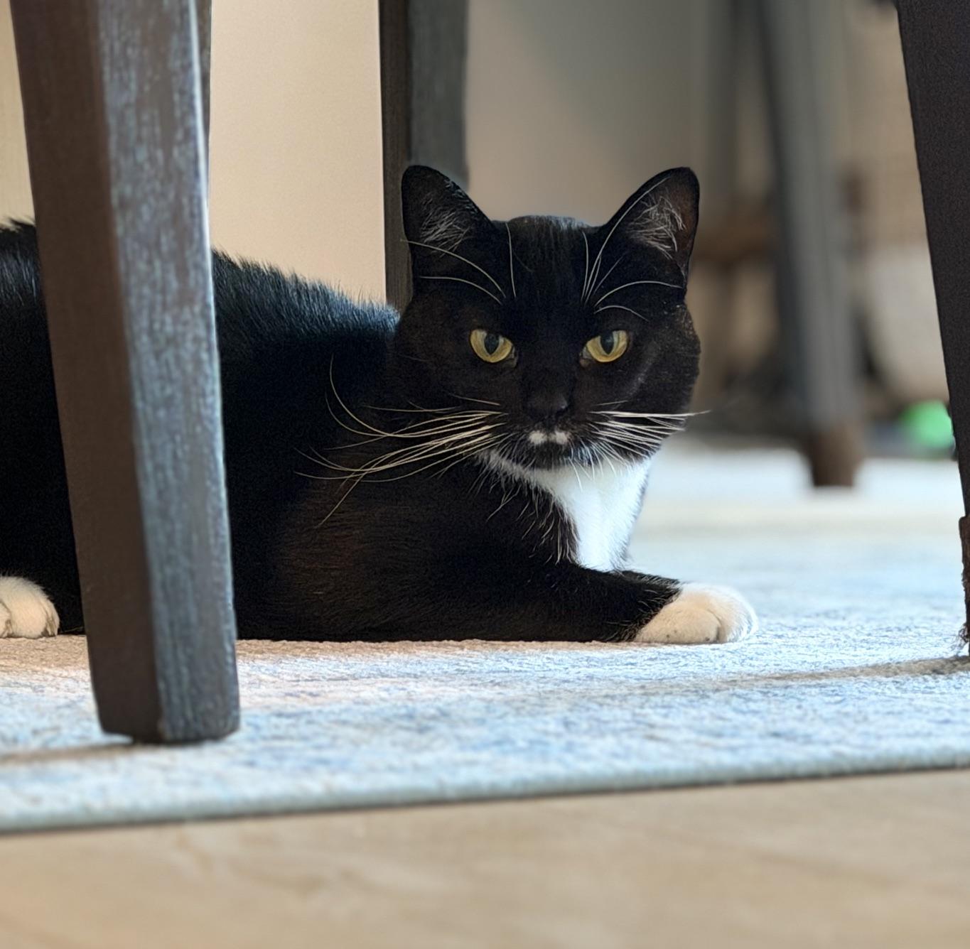 Enlarge Xavi, a ADOPTABLE Domestic Short Hair in Courtenay, BC image 5/5