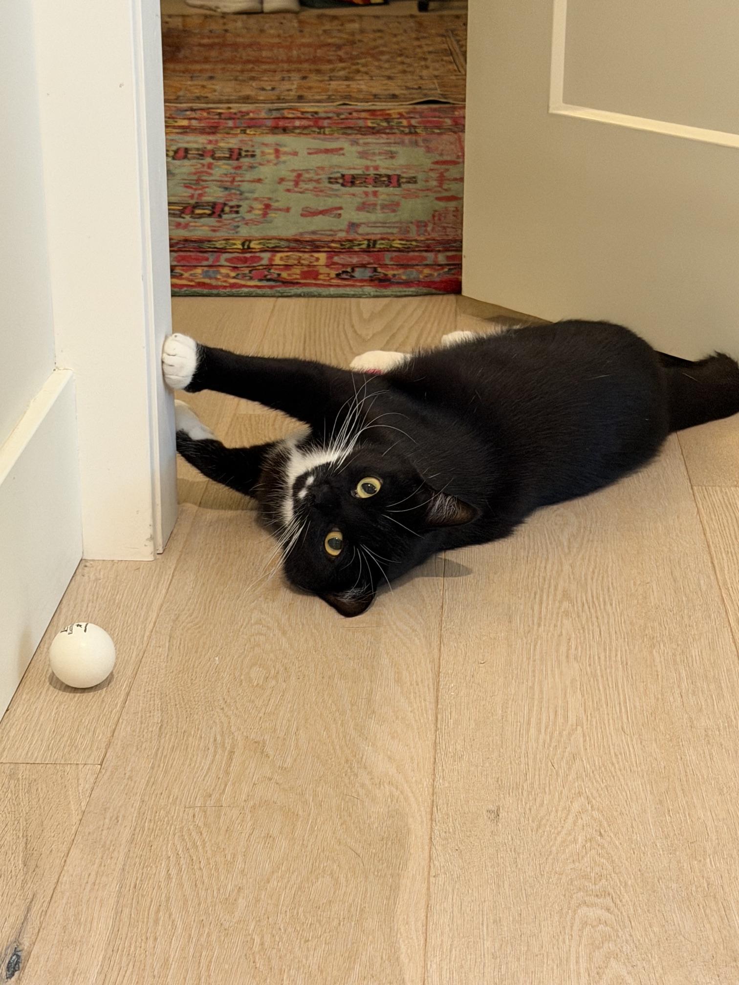 Xavi, ADOPTABLE, Young Female Domestic Short Hair.