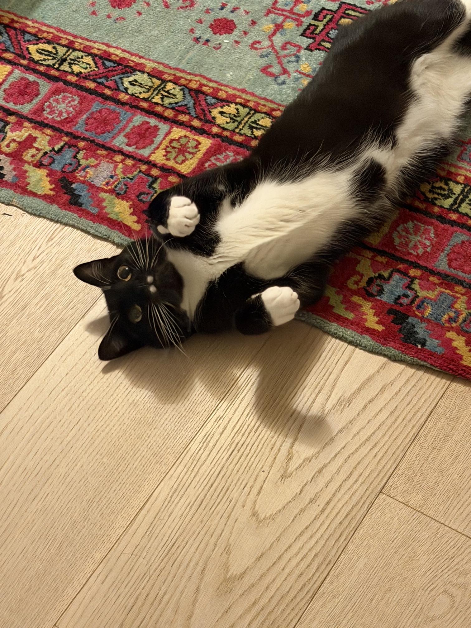 Enlarge Xavi, a ADOPTABLE Domestic Short Hair in Courtenay, BC image 2/5
