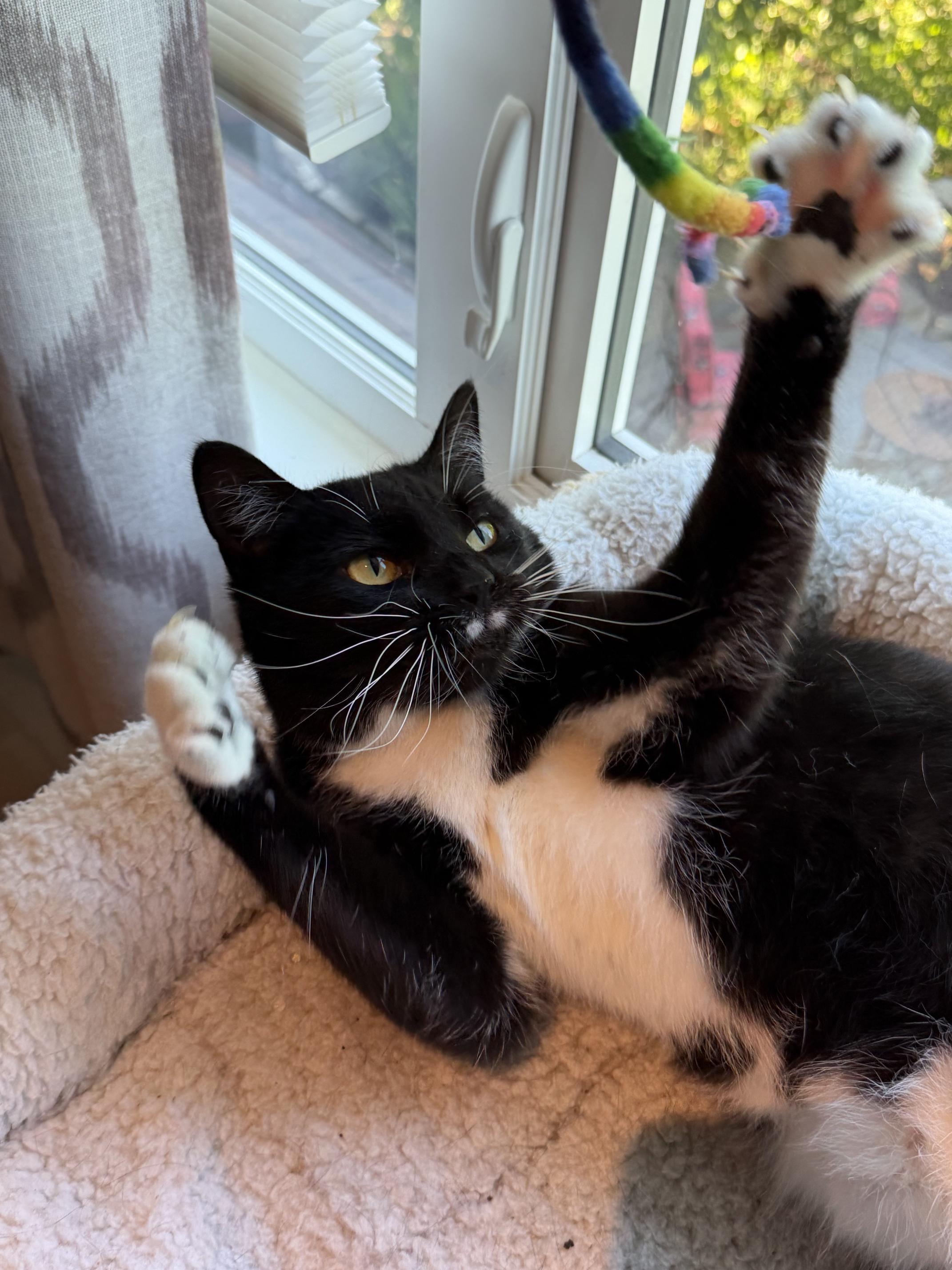 Enlarge Xavi, a ADOPTABLE Domestic Short Hair in Courtenay, BC image 3/5