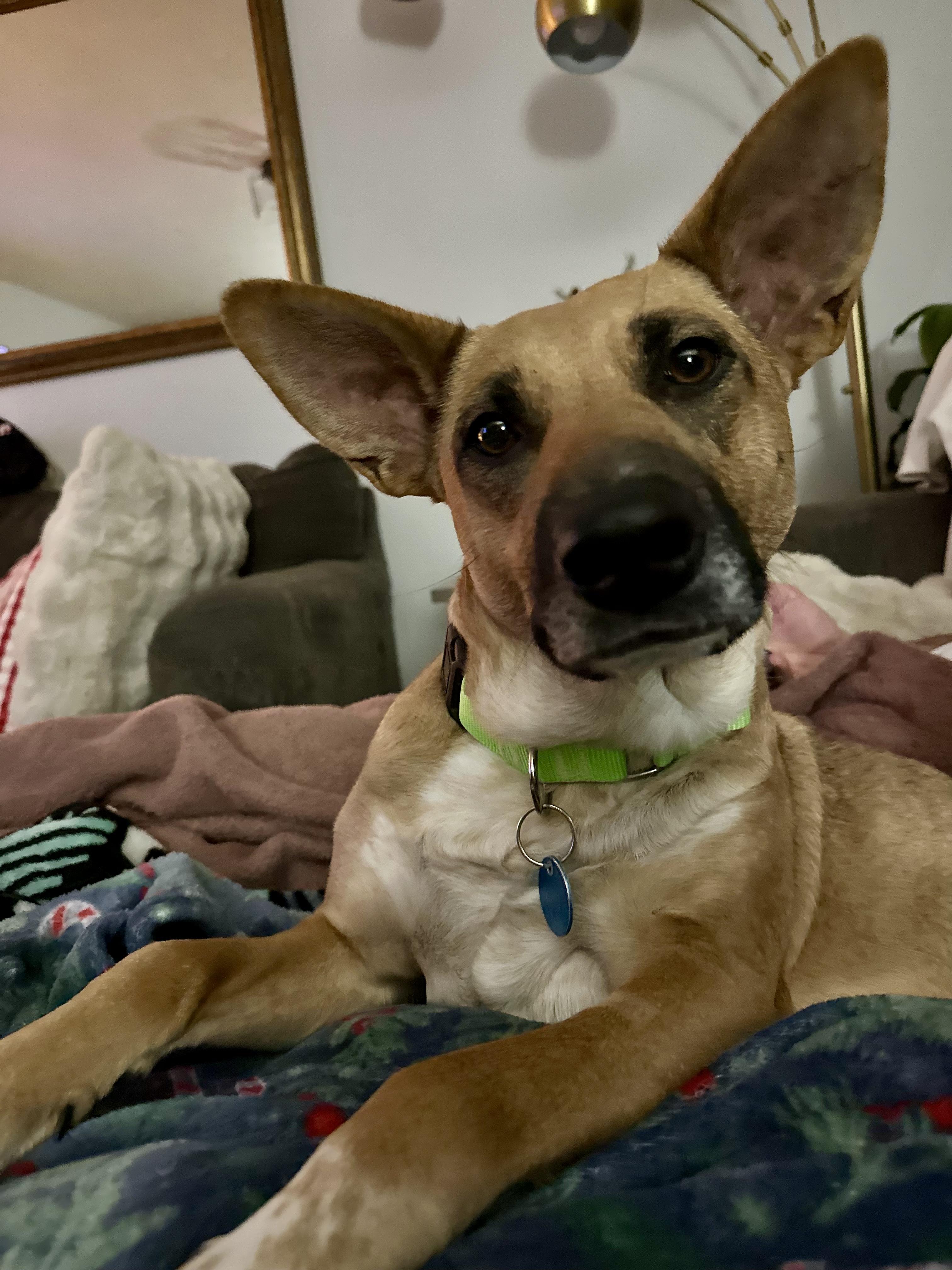 Phoebe, a ADOPTABLE mixed breed in Sioux Falls, SD image 5/6