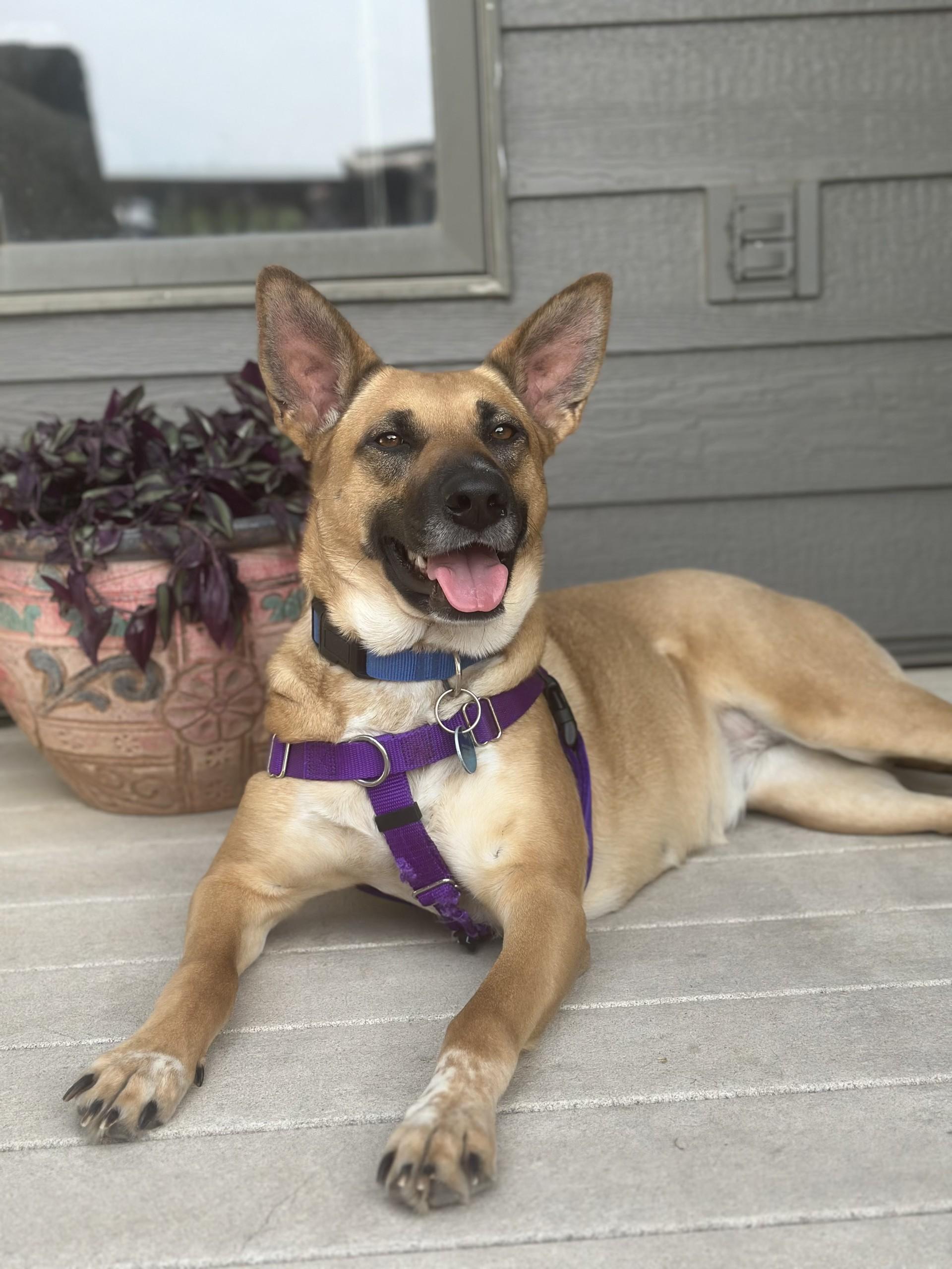 Phoebe, ADOPTABLE, Young Female Mixed Breed.