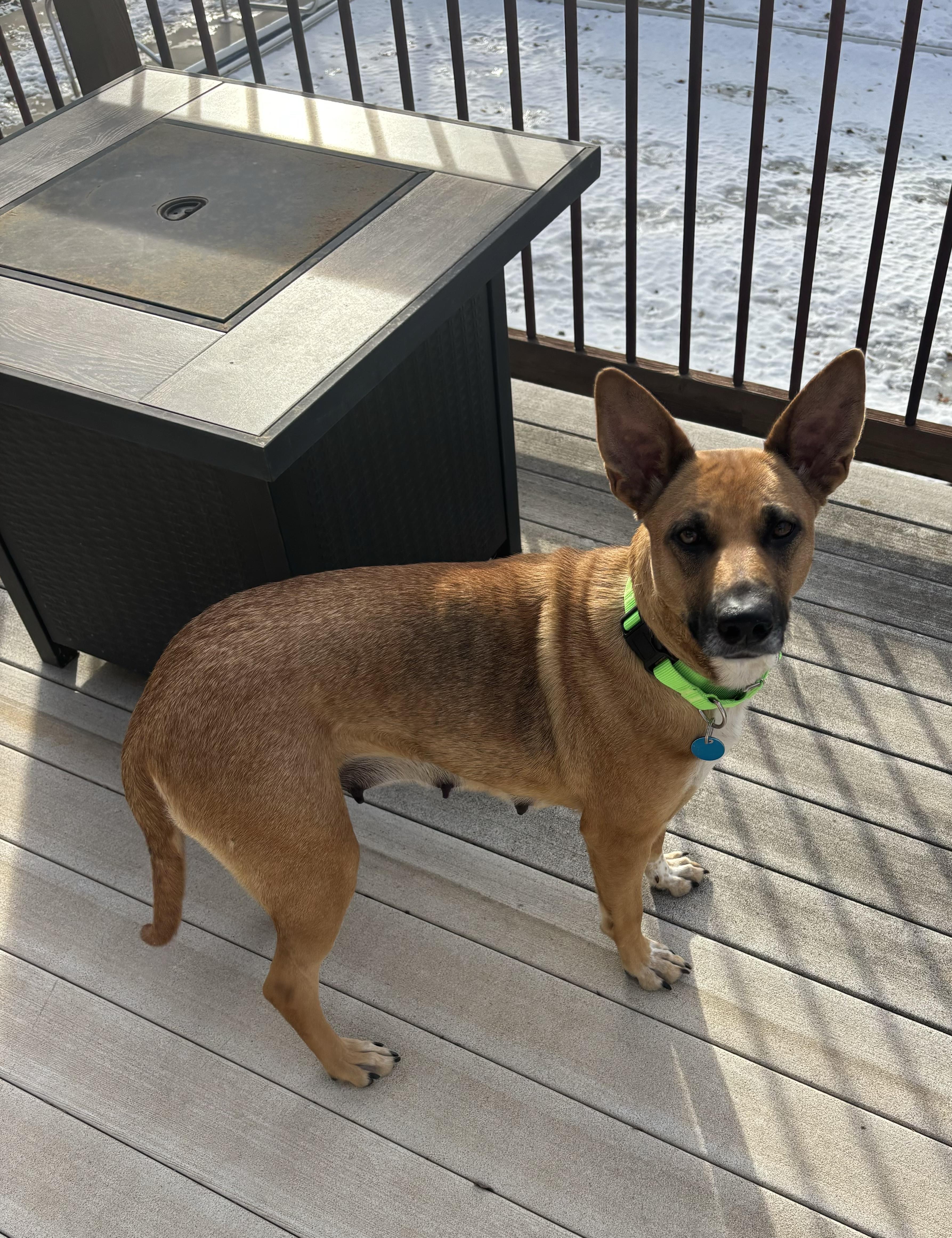 Phoebe, a ADOPTABLE mixed breed in Sioux Falls, SD image 4/6