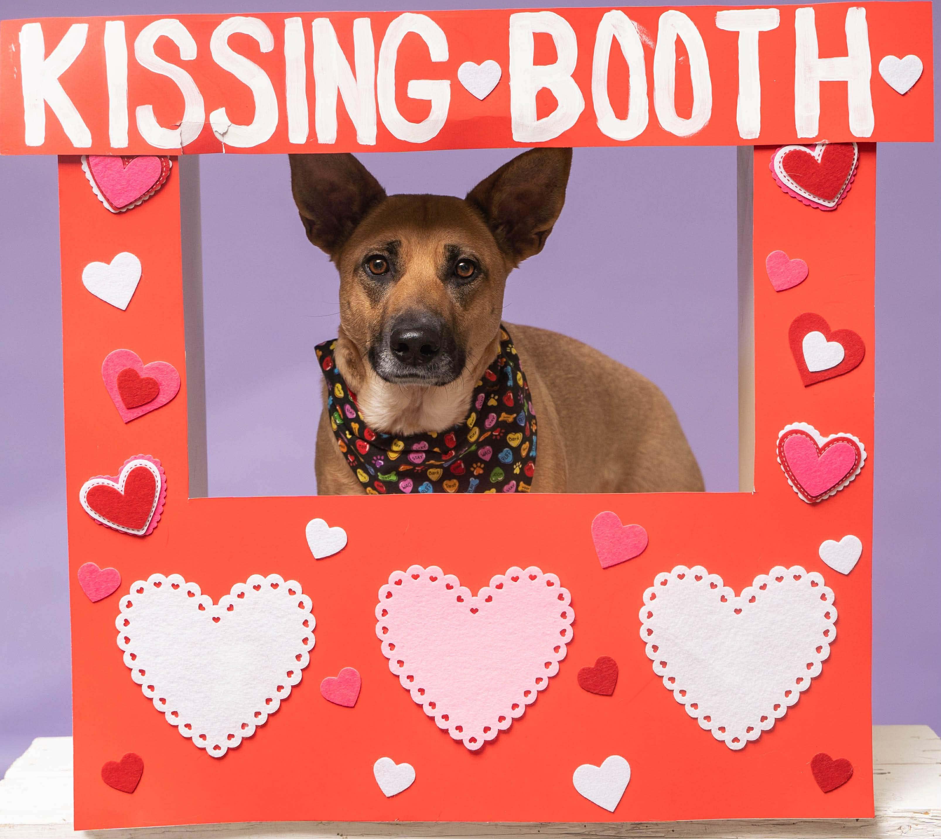 Phoebe, a ADOPTABLE mixed breed in Sioux Falls, SD image 2/6