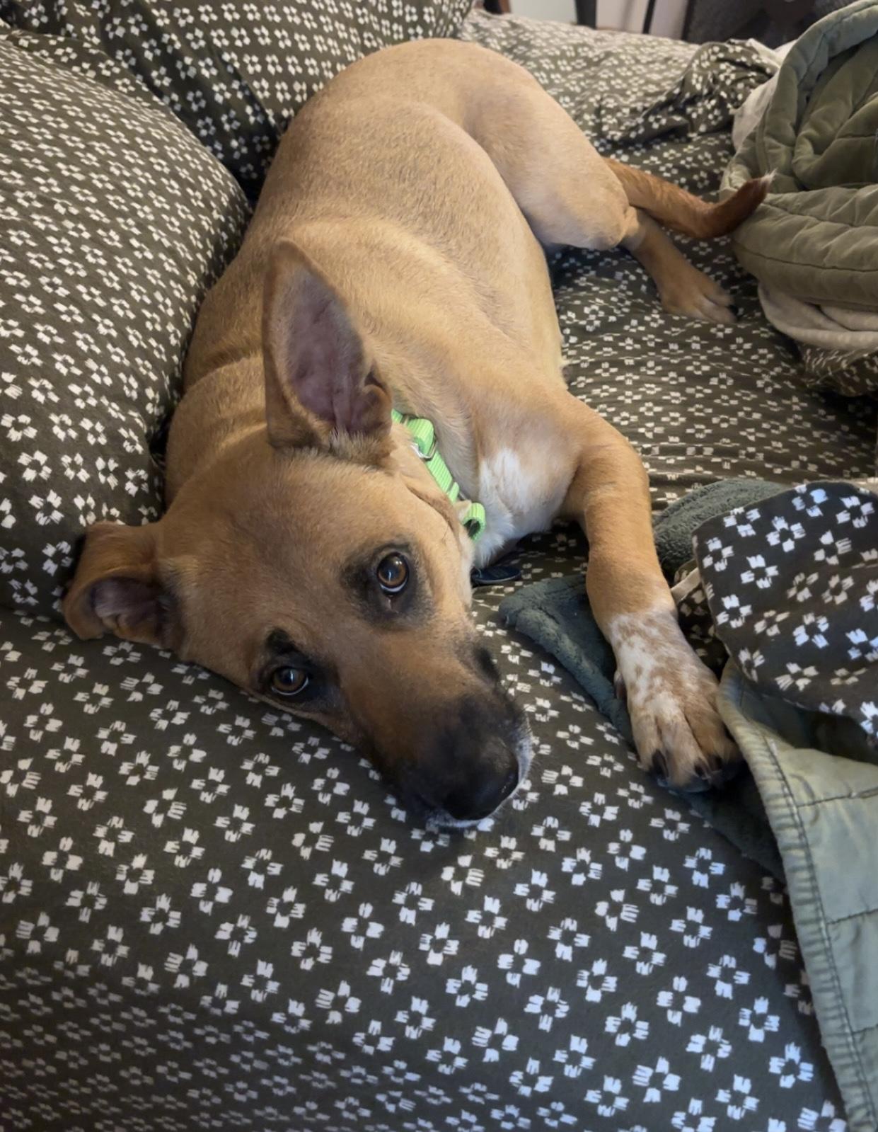 Phoebe — thumbnail 4