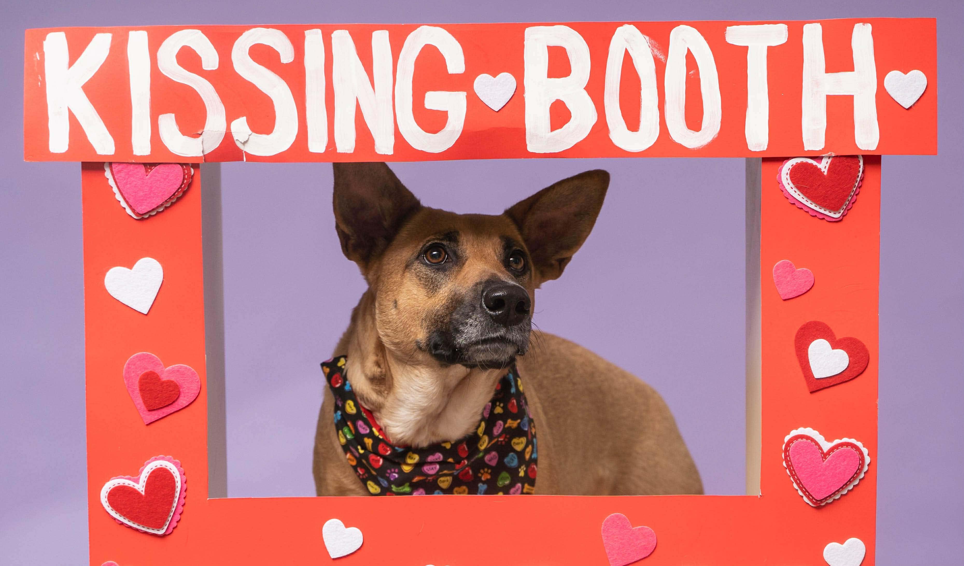 Phoebe — thumbnail 5