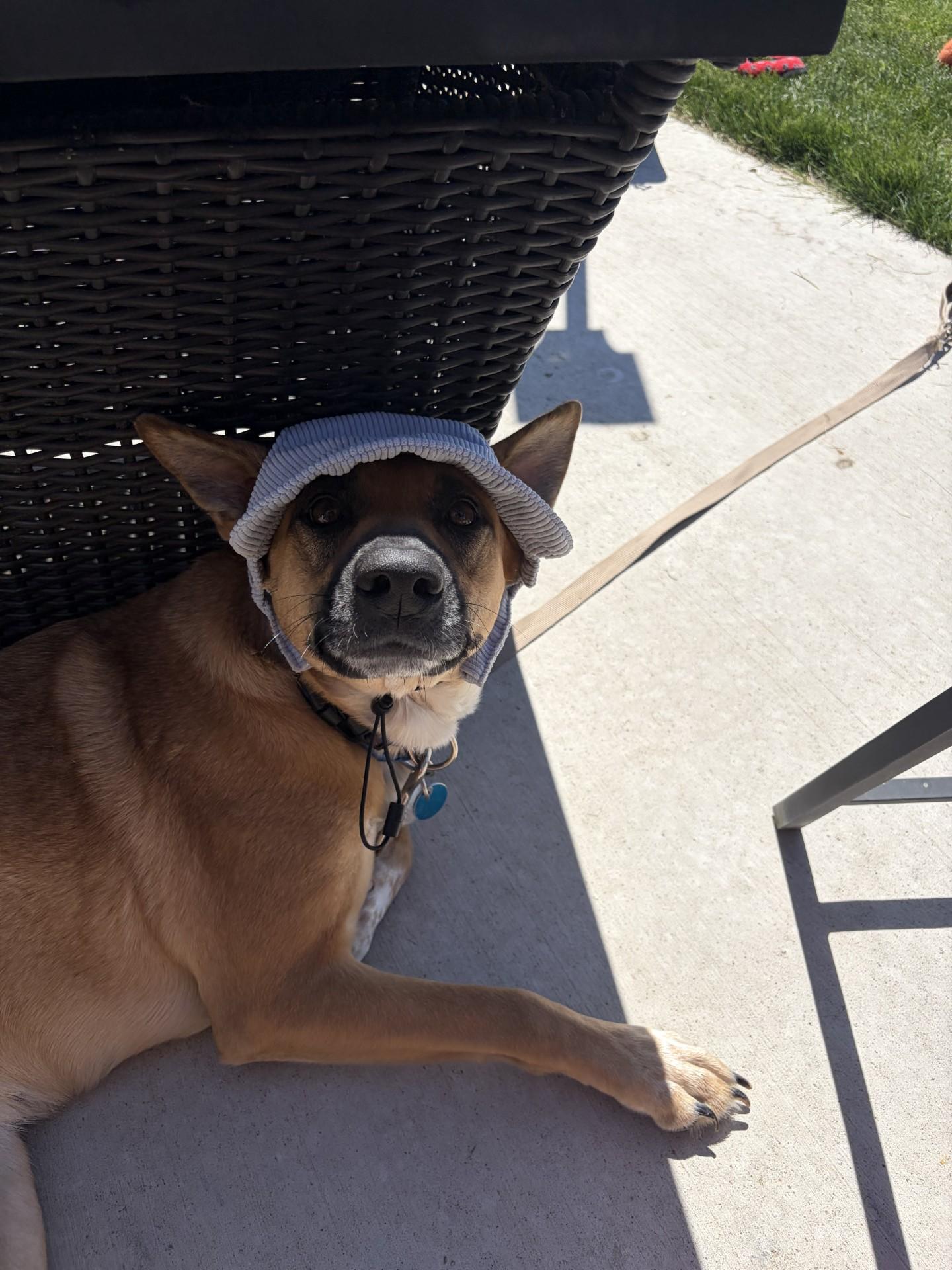 Phoebe, a ADOPTABLE mixed breed in Sioux Falls, SD image 6/6