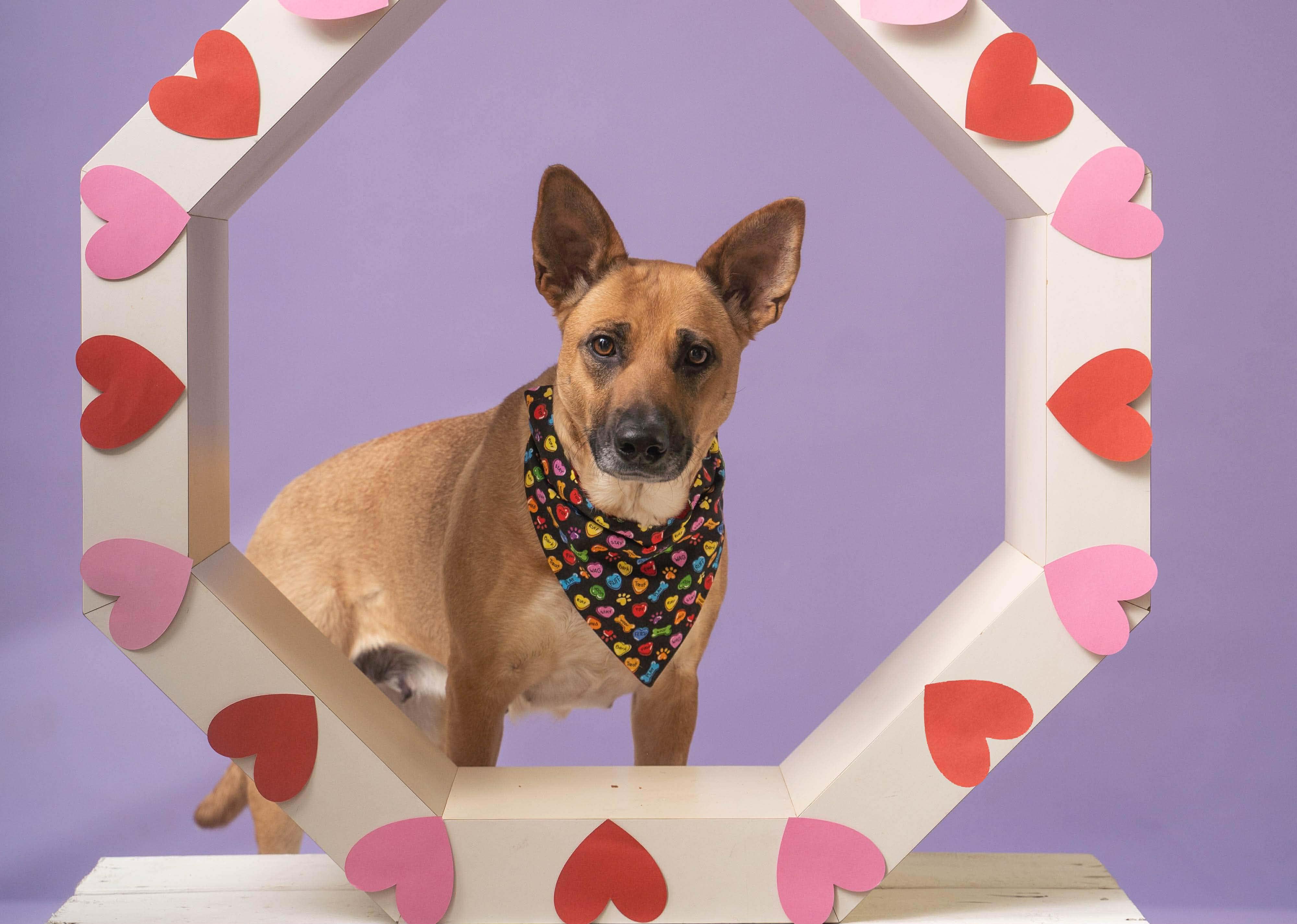Phoebe, a ADOPTABLE mixed breed in Sioux Falls, SD image 3/6