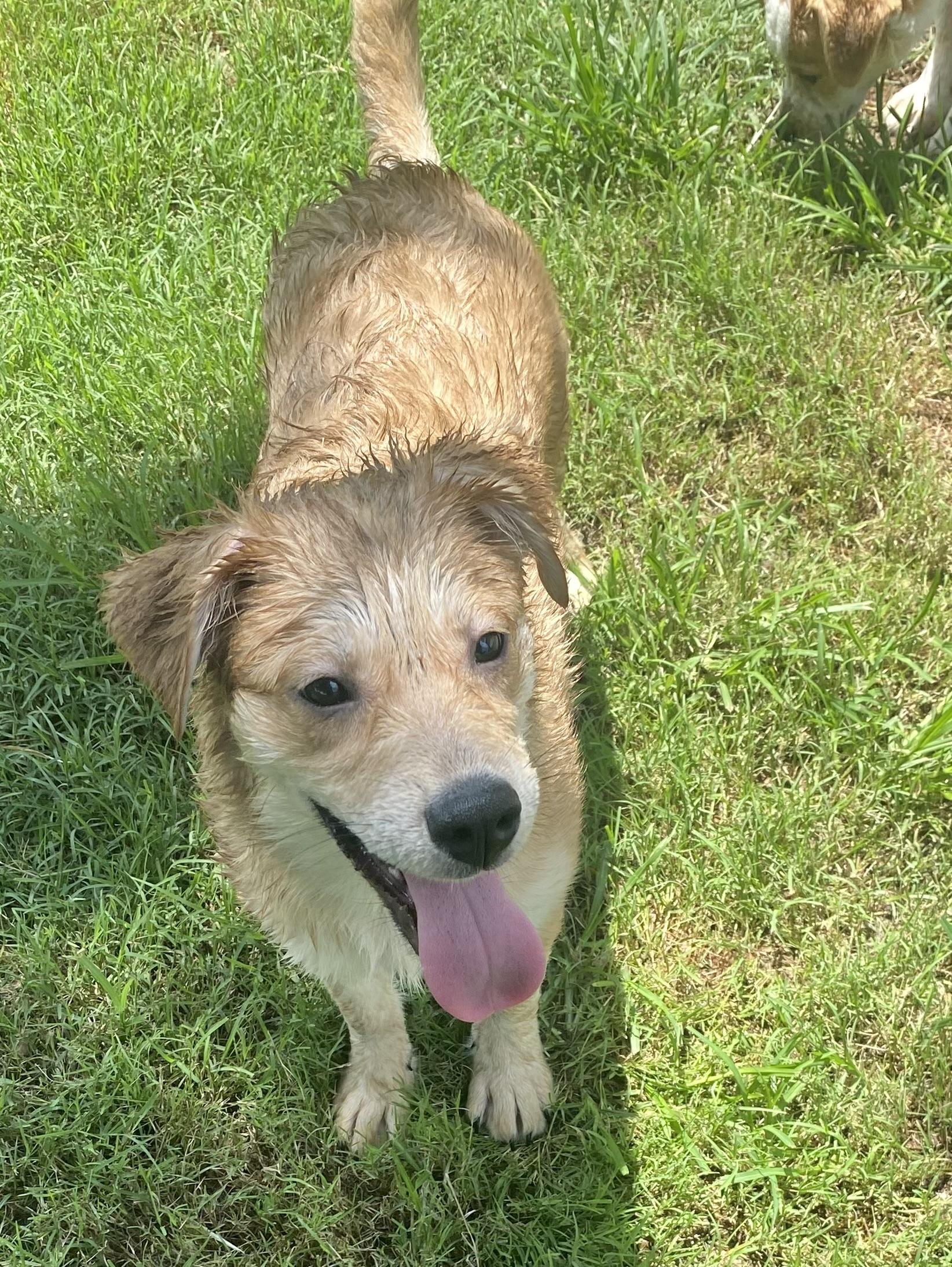 Enlarge Bailey, a Adopted mixed breed in Mechanicsburg, PA image 1/3