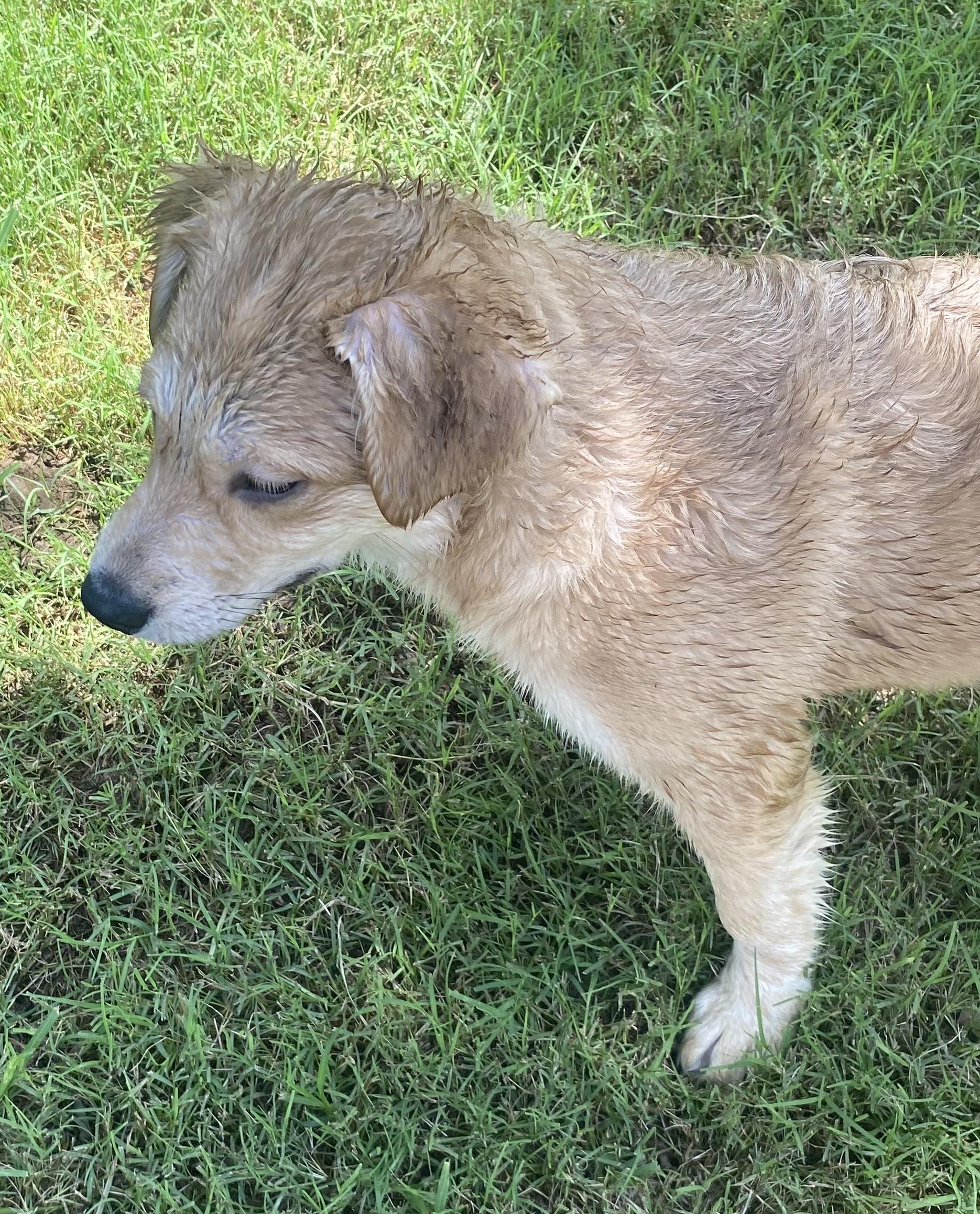 Enlarge Bailey, a Adopted mixed breed in Mechanicsburg, PA image 2/3