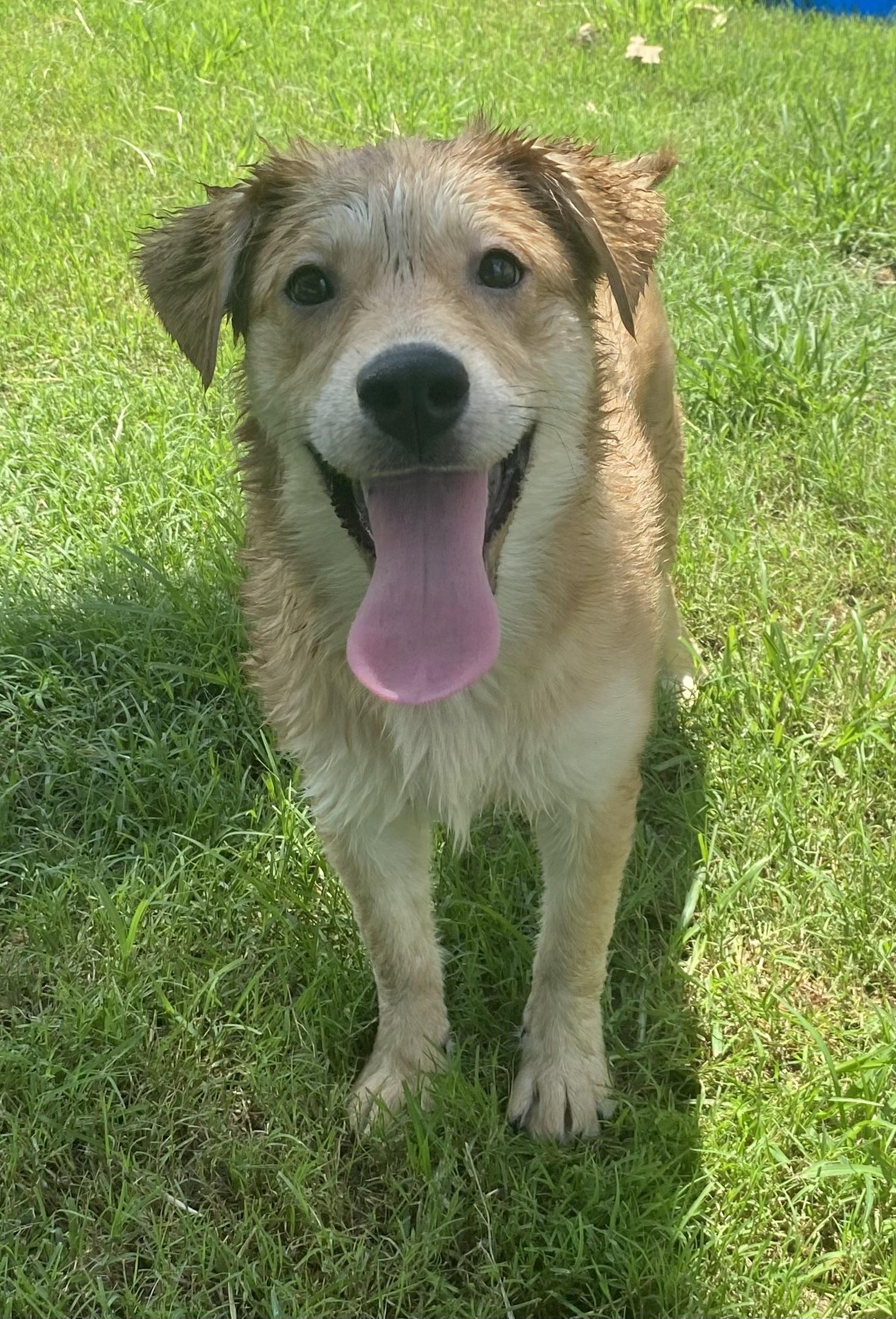 Enlarge Bailey, a Adopted mixed breed in Mechanicsburg, PA image 3/3