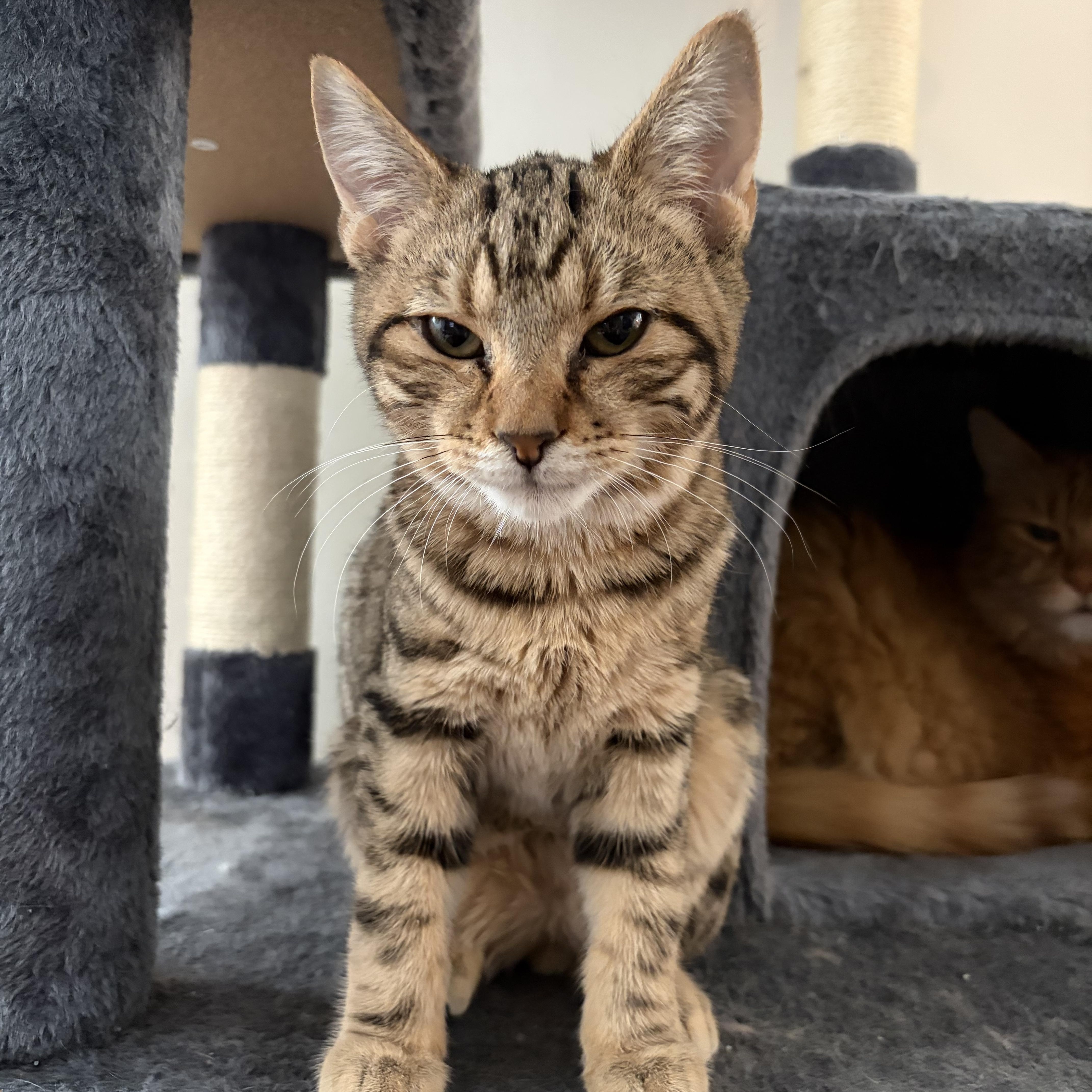 Agnes Neilson, adopted, Kitten Female Domestic Short Hair.