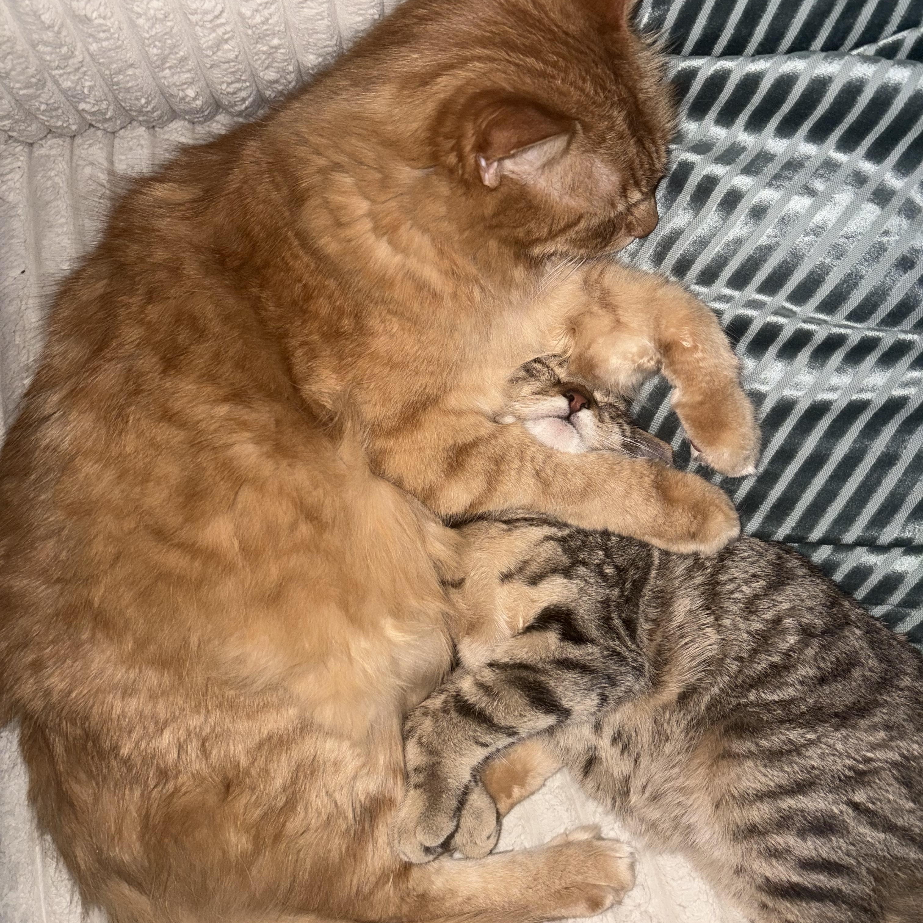 Enlarge Agnes Neilson, an adopted Domestic Short Hair in Cleveland, OH image 3/3