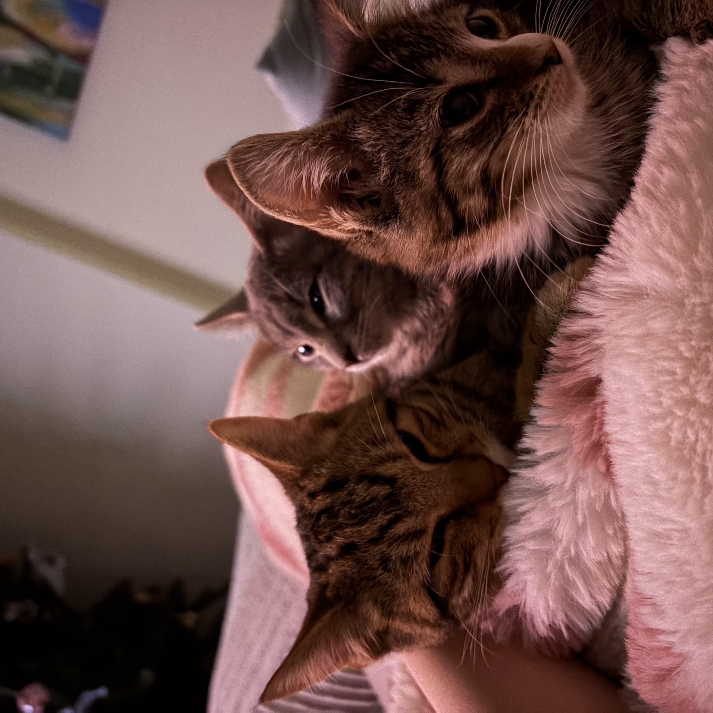 Enlarge Agnes Neilson, an adopted Domestic Short Hair in Cleveland, OH image 2/3