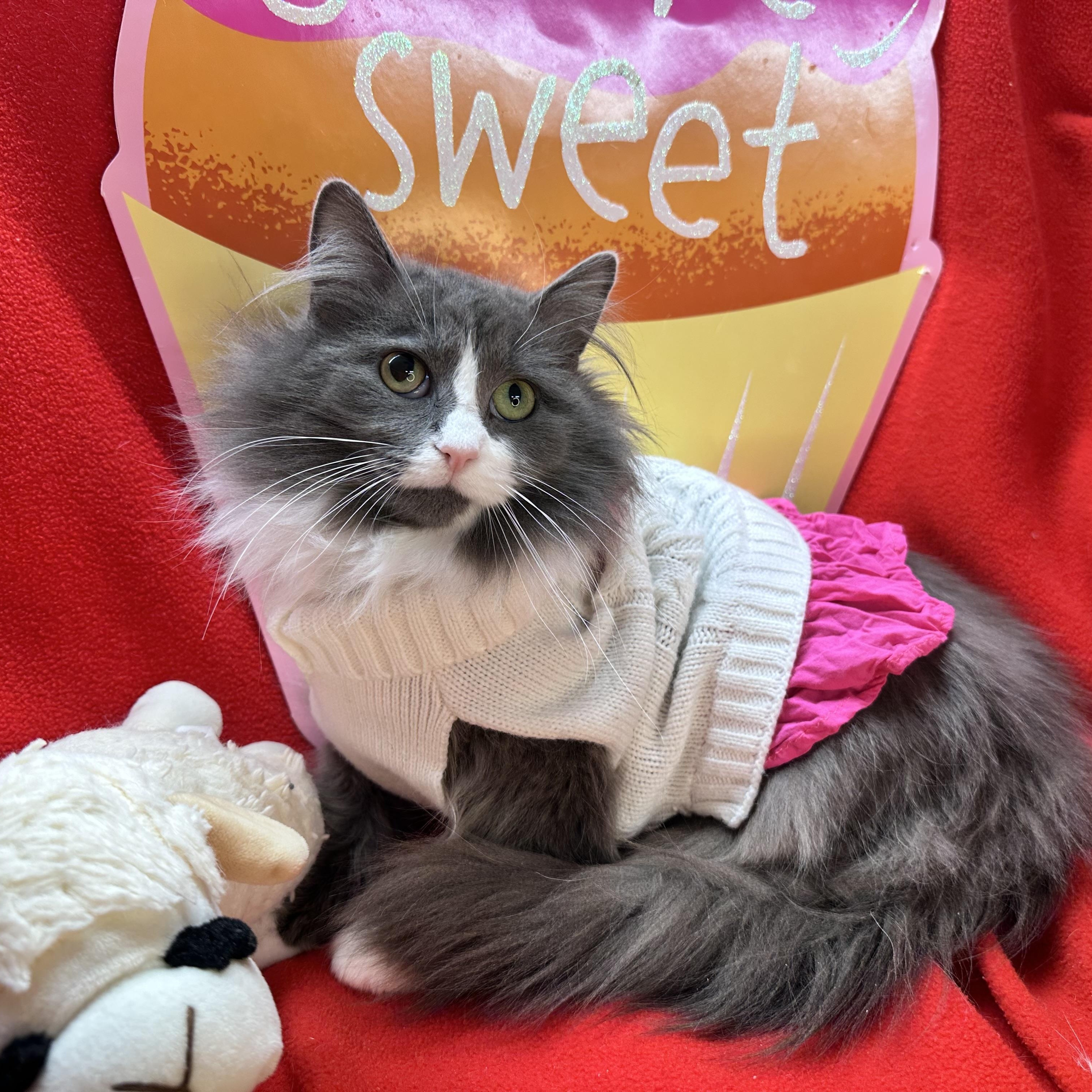 Blossom, Adoptable, Young Female Norwegian Forest Cat & Siberian.