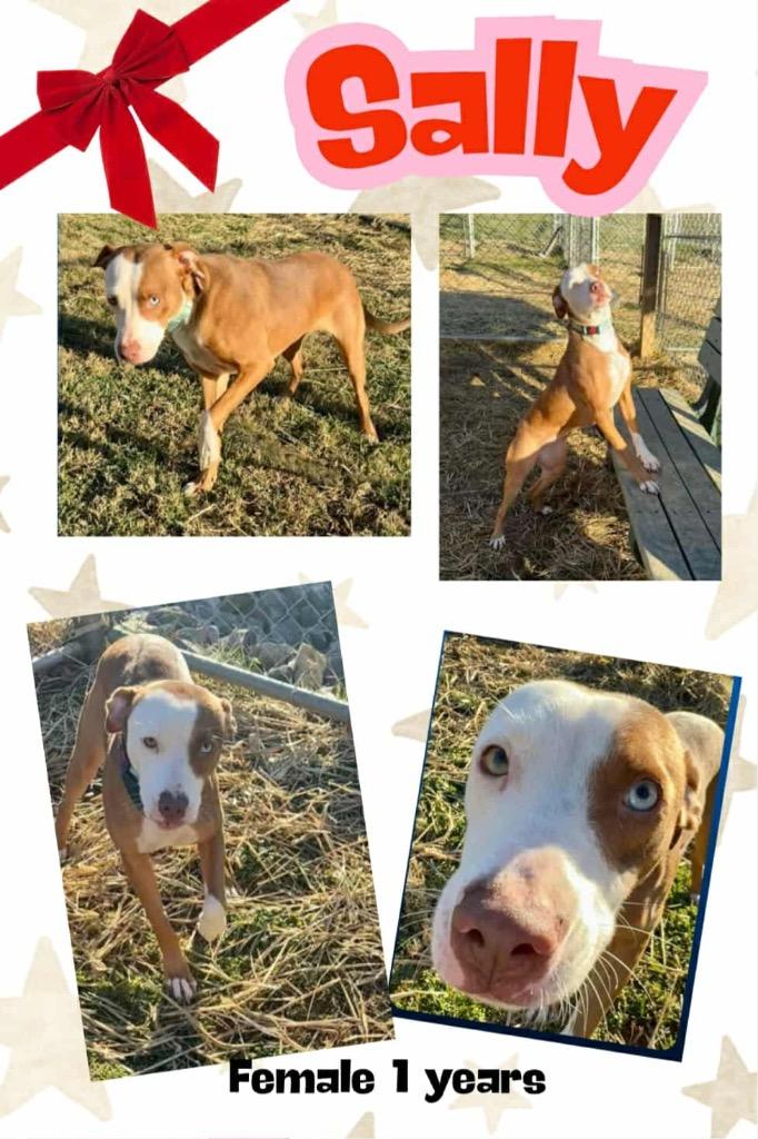 Sally, Adoptable, Young Female Hound & Mixed Breed.