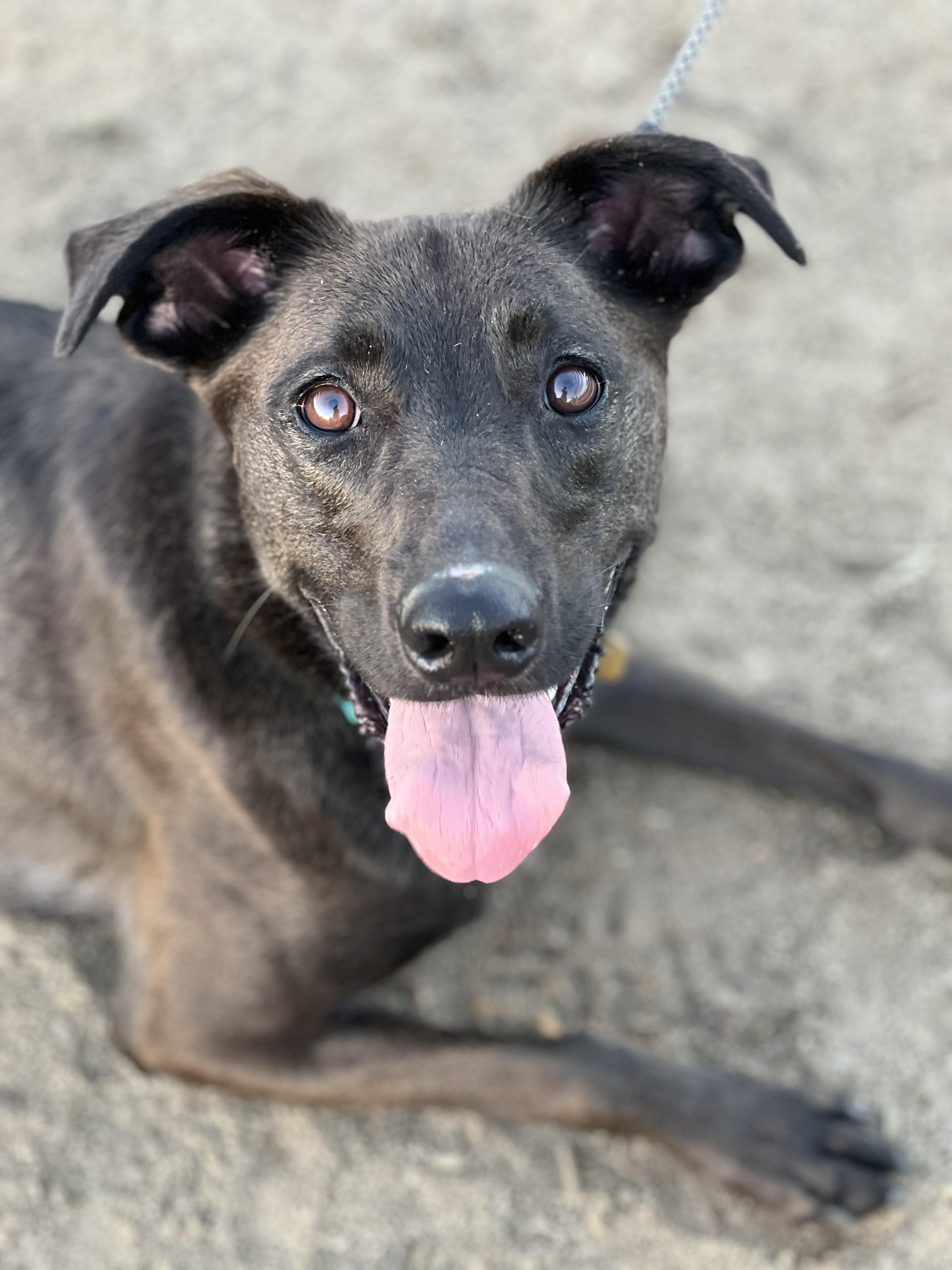 Enlarge Lily, a ADOPTABLE Cattle Dog in West Hollywood, CA image 3/5