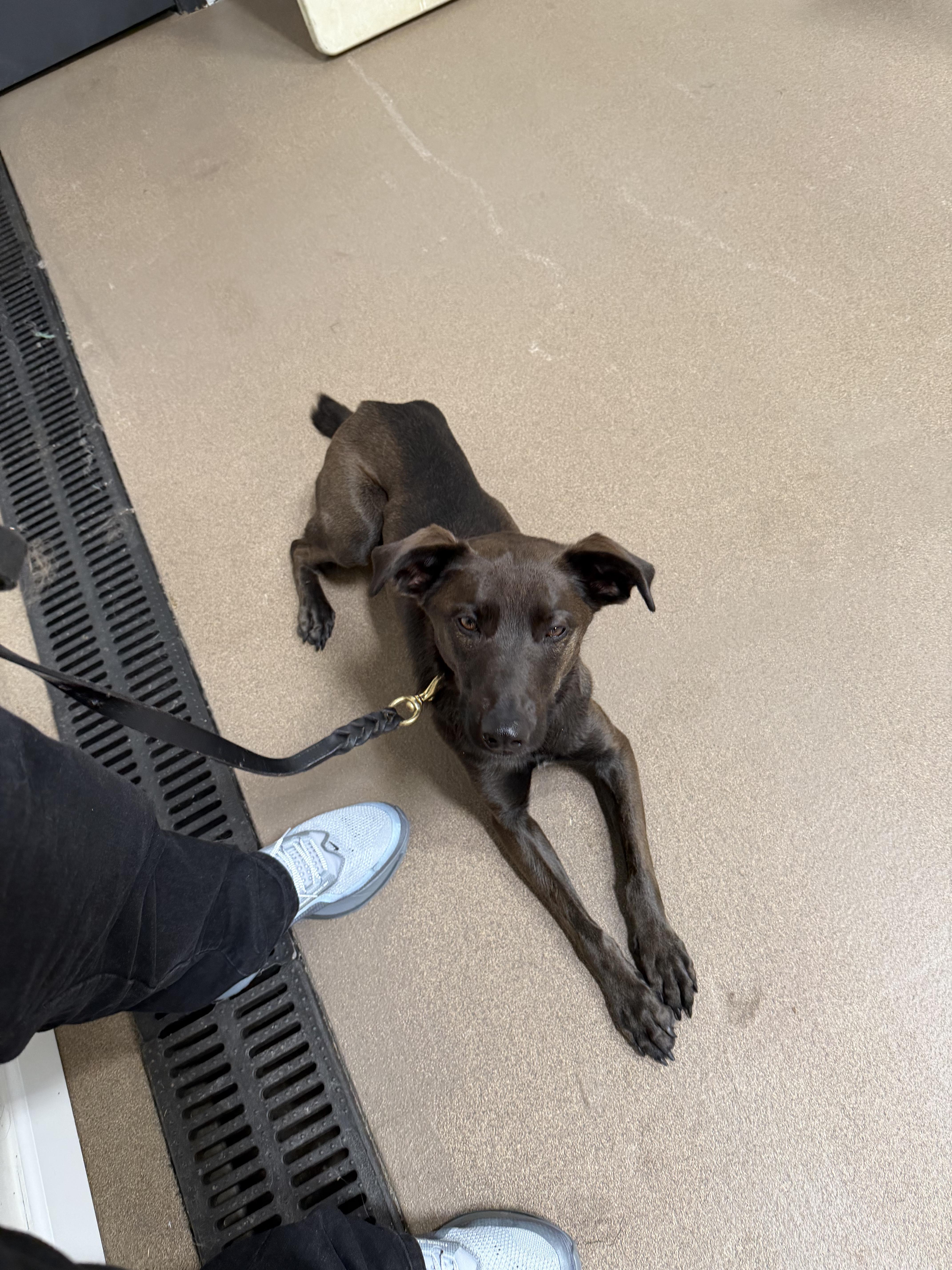Enlarge Lily, a ADOPTABLE Cattle Dog in West Hollywood, CA image 2/5
