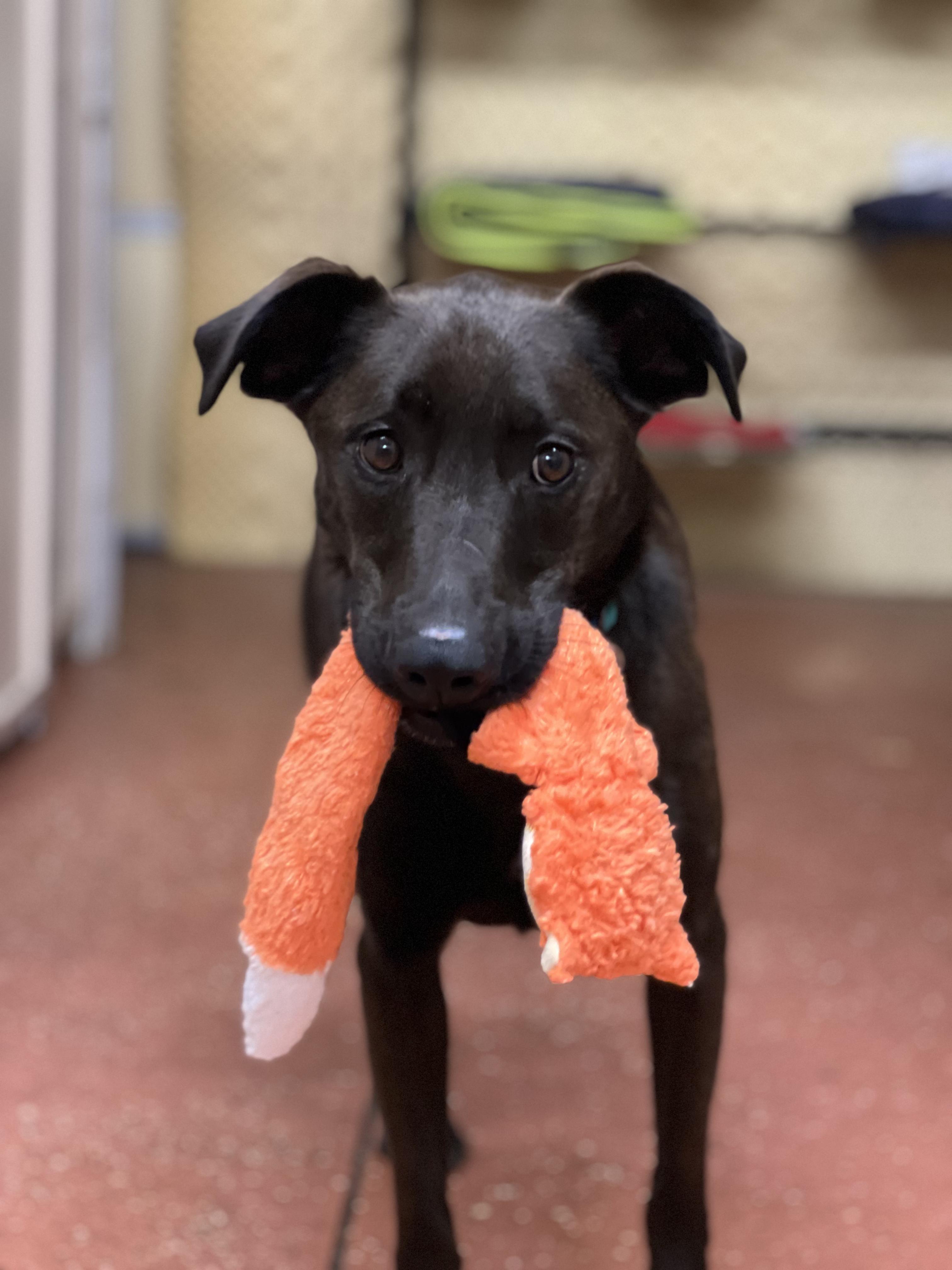 Enlarge Lily, a ADOPTABLE Cattle Dog in West Hollywood, CA image 1/5