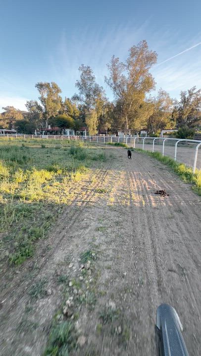 Enlarge Lily, a ADOPTABLE Cattle Dog in West Hollywood, CA video 5/5